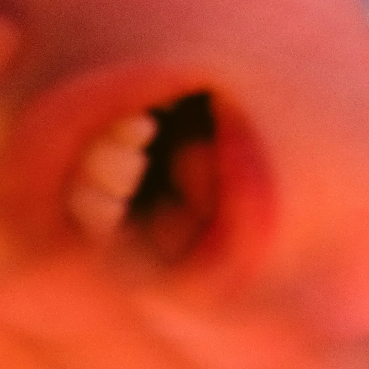 Donovan248.jpg.webp