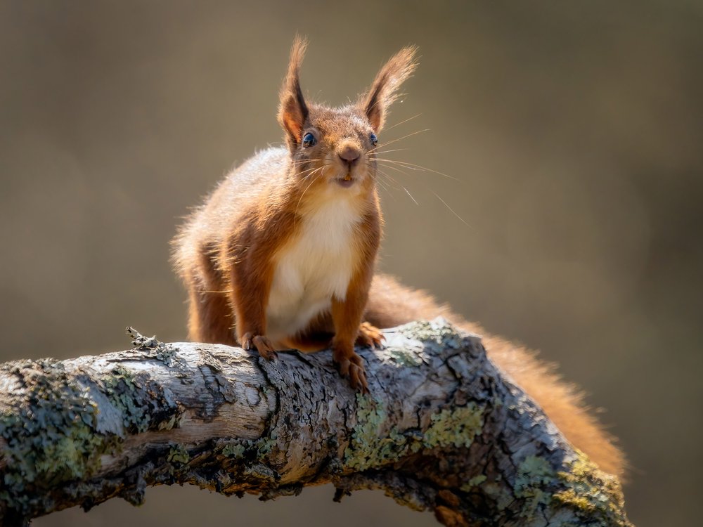 08. Red Squirrel