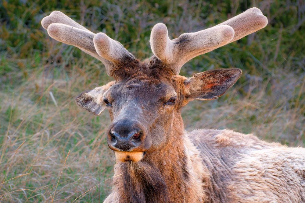 Elk