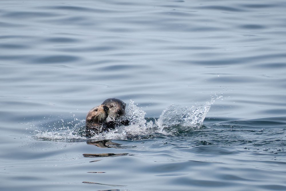 Sea Otter and Cub