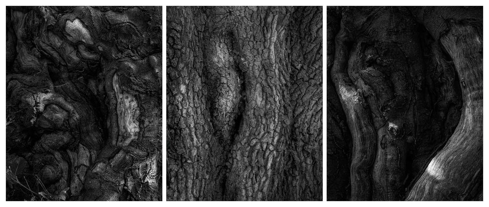 Woodland Textures