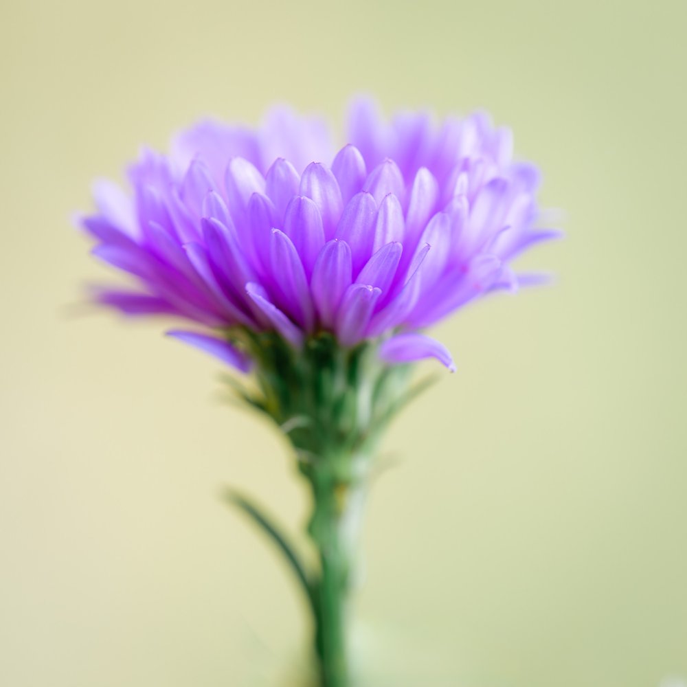 Violet Chrysanthemum