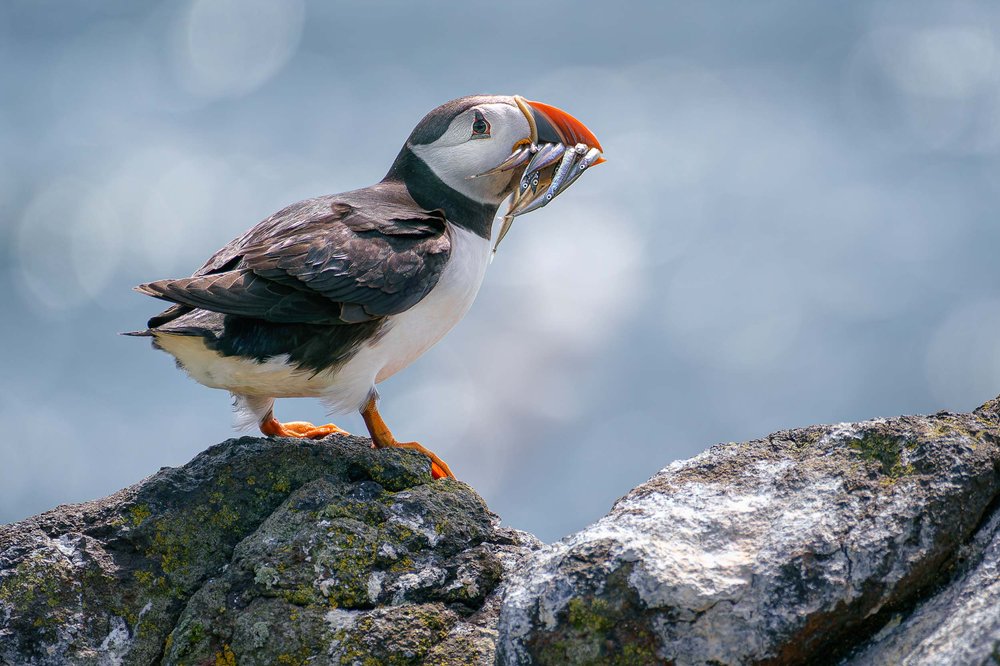 July - Puffin with Sand Eels