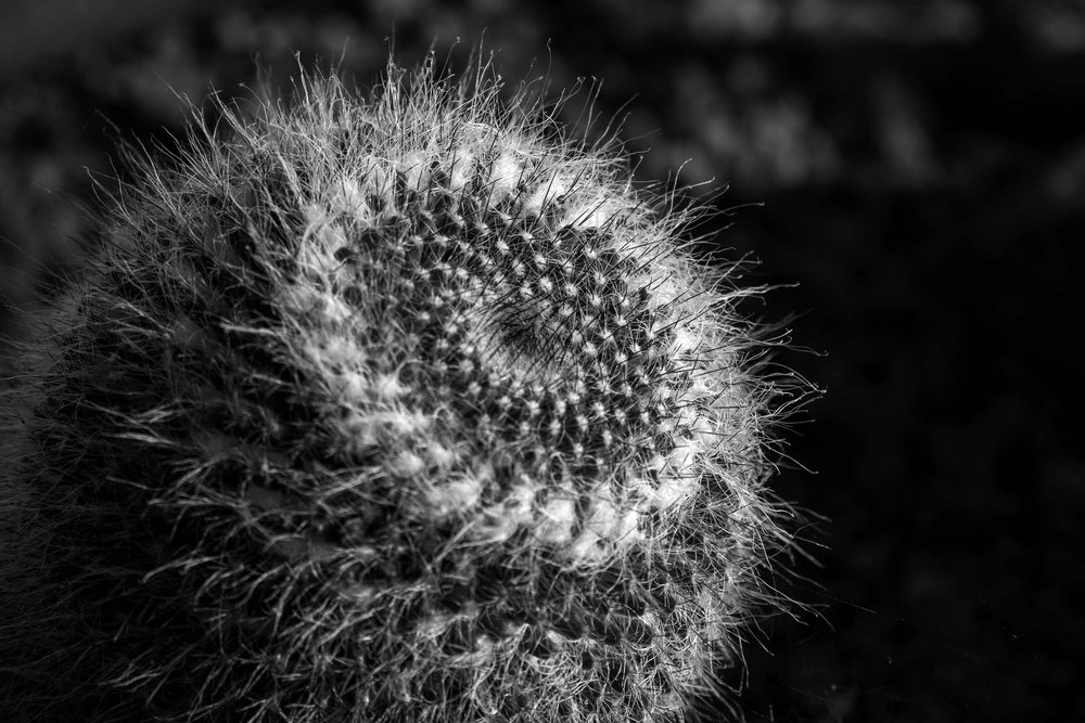 Prickly Target