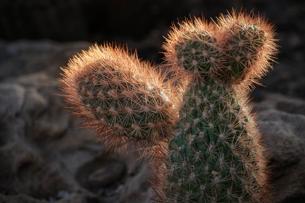 Cactus, Backlit