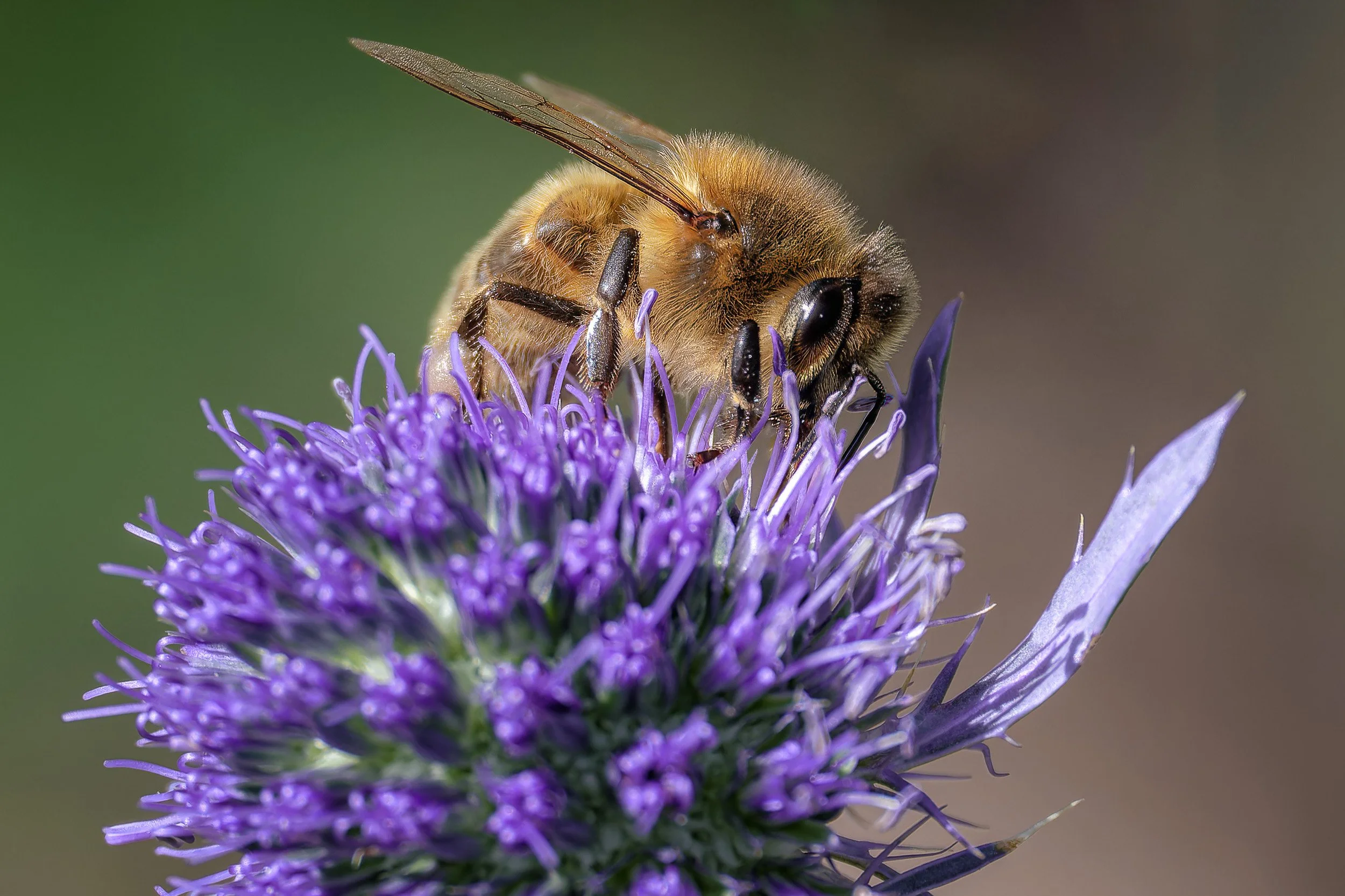 Bee