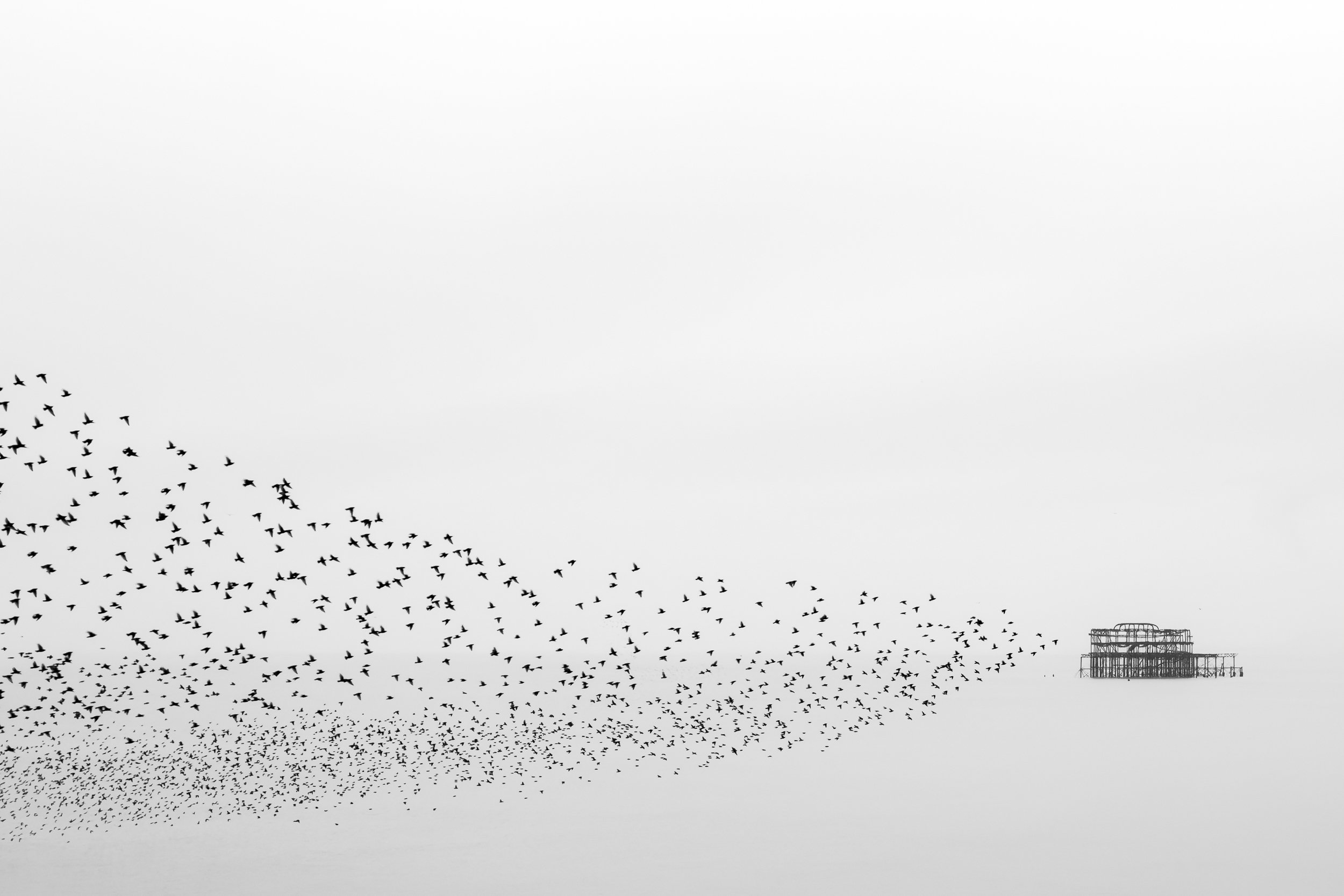 Murmuration