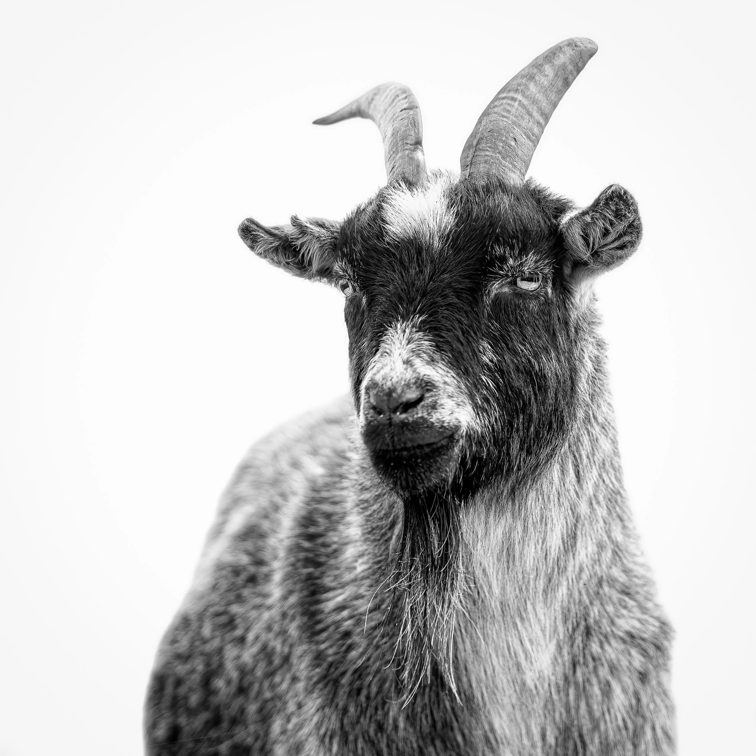 G.O.A.T.
