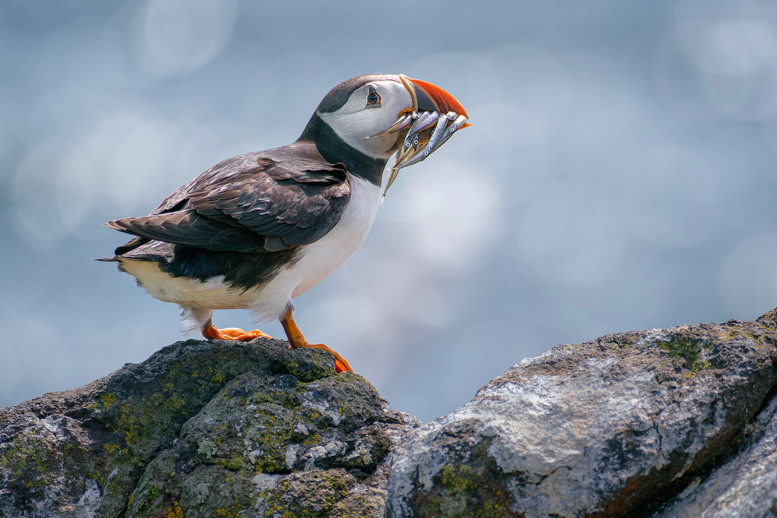 Puffin with Catch