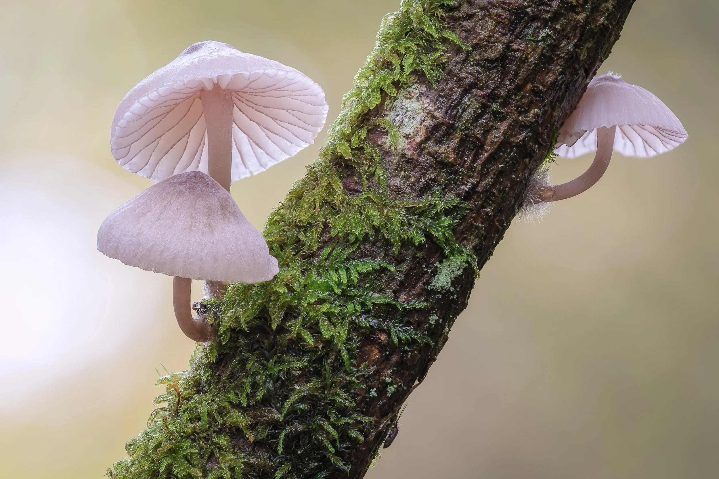 Fungi