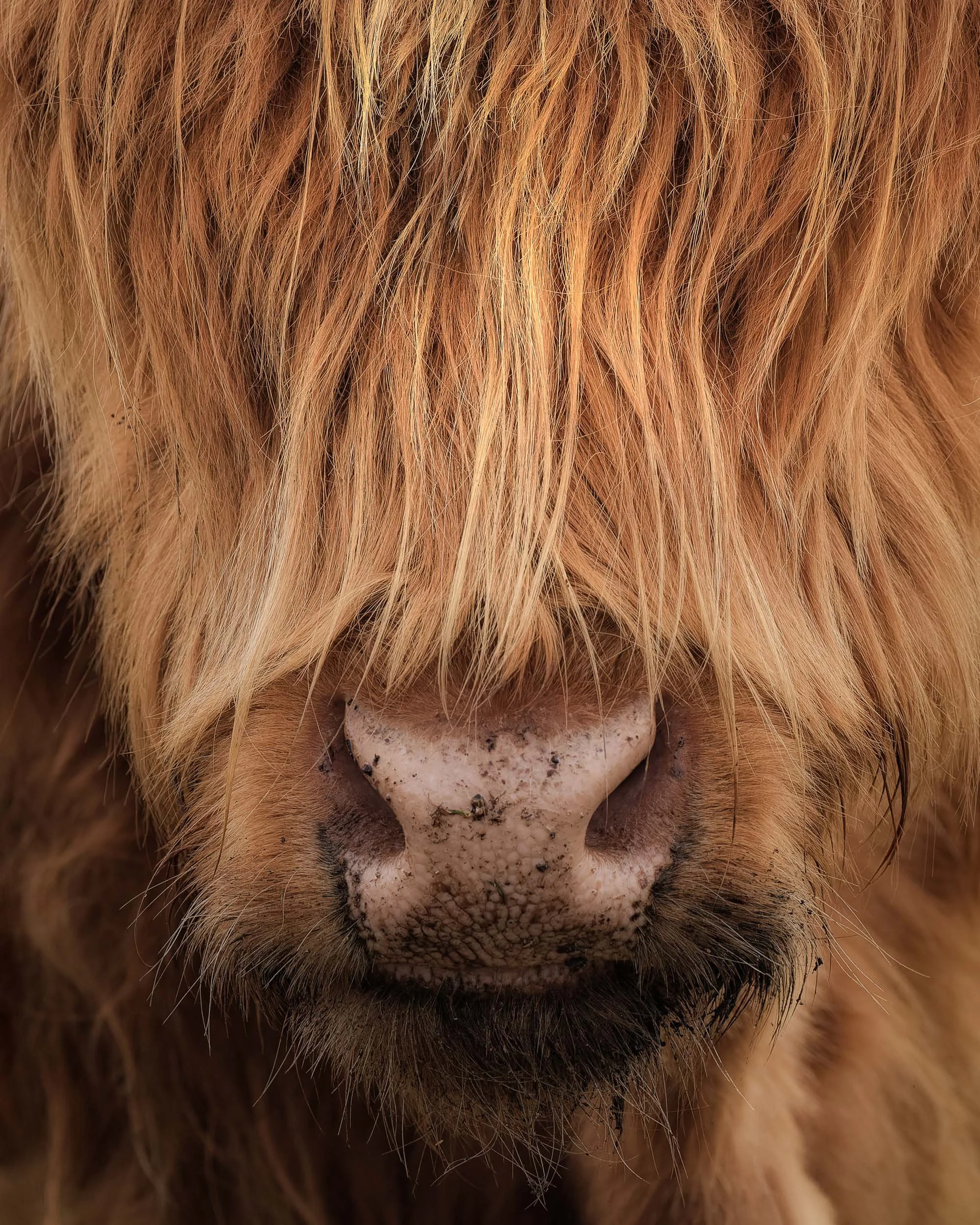 Coo