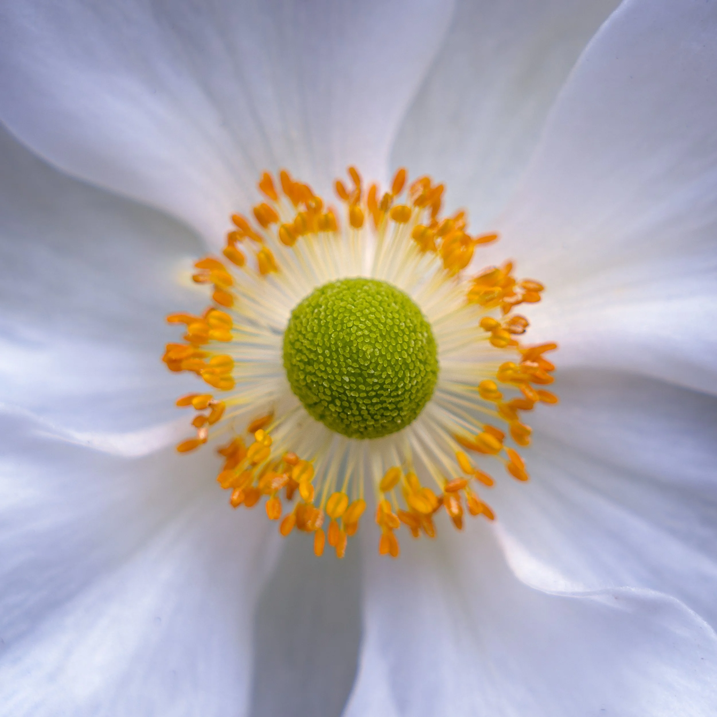 Botanical