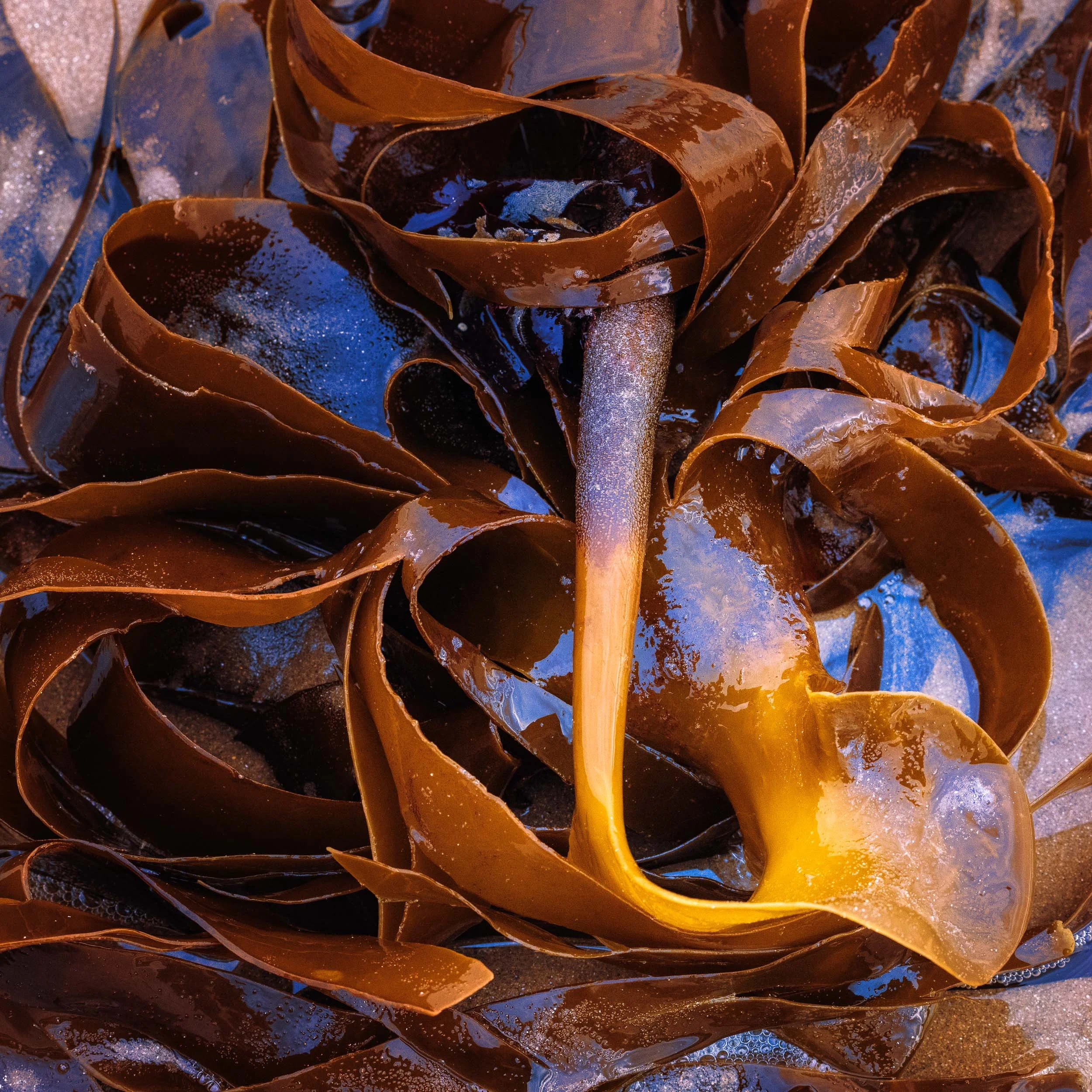 Kelp