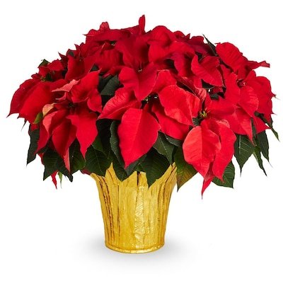 Basic Poinsettia Thumb.jpeg