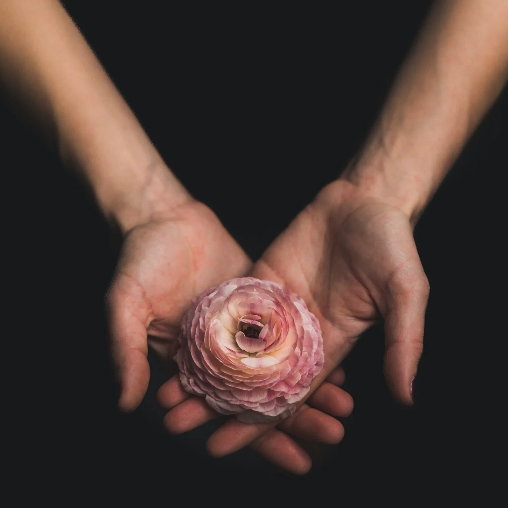 Two hands gently holding a pinkish flower against a dark background illustrating the gift and growth of coaching.