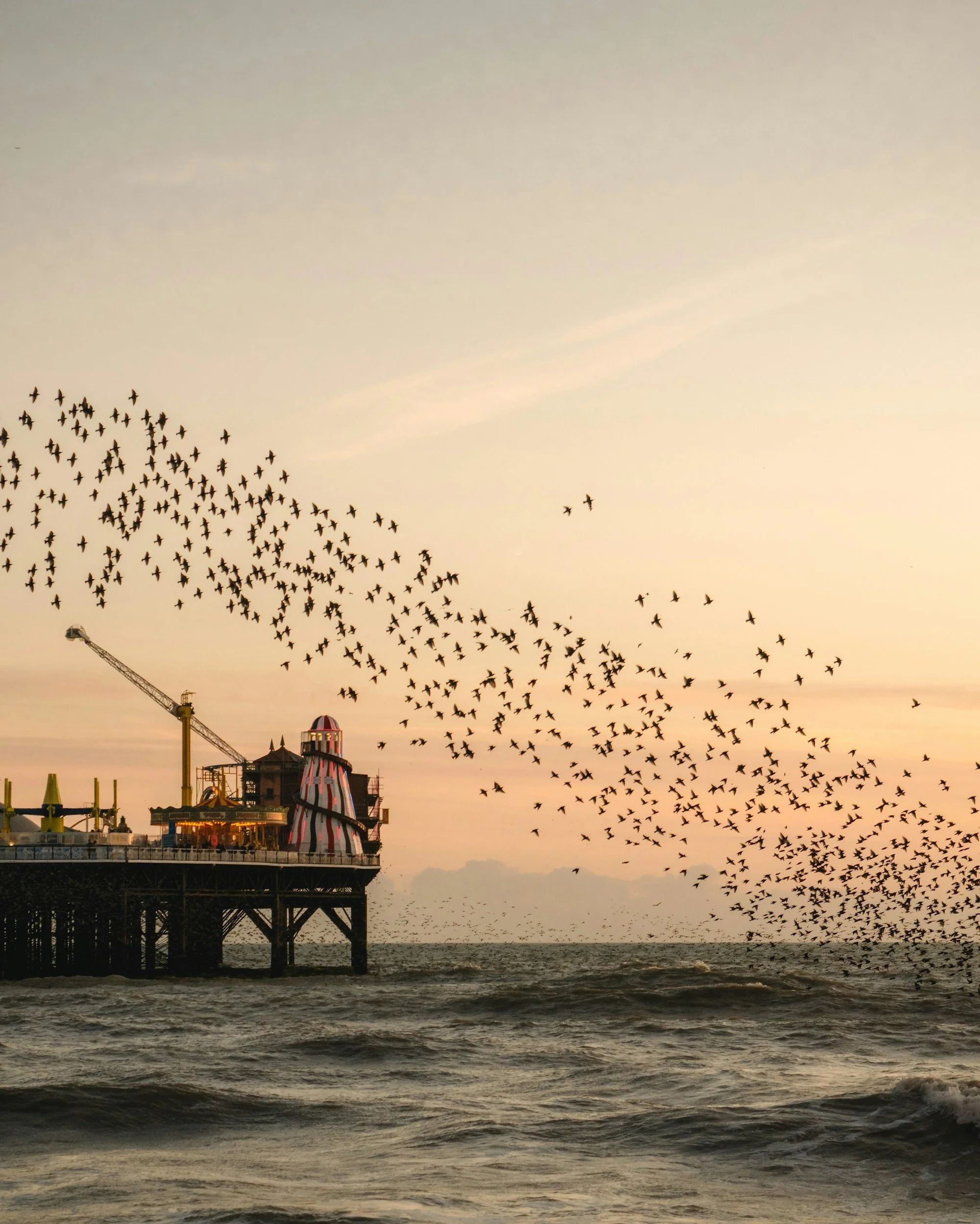Starlings flying around a pier at sunset over the ocean, illustrating the knowing field of family constellations