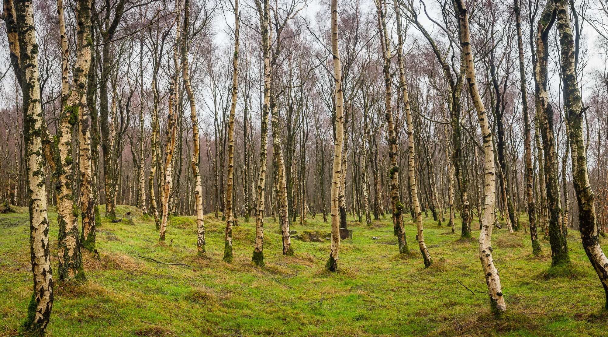 _1251095-Pano.jpg