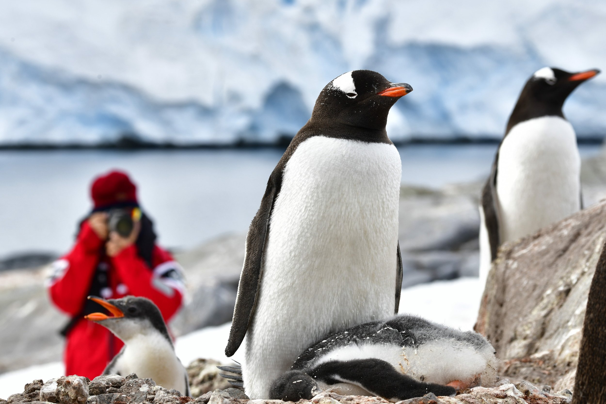 Pax-penguins-Port-Lockroy-Philip-Stone-8502436.jpeg