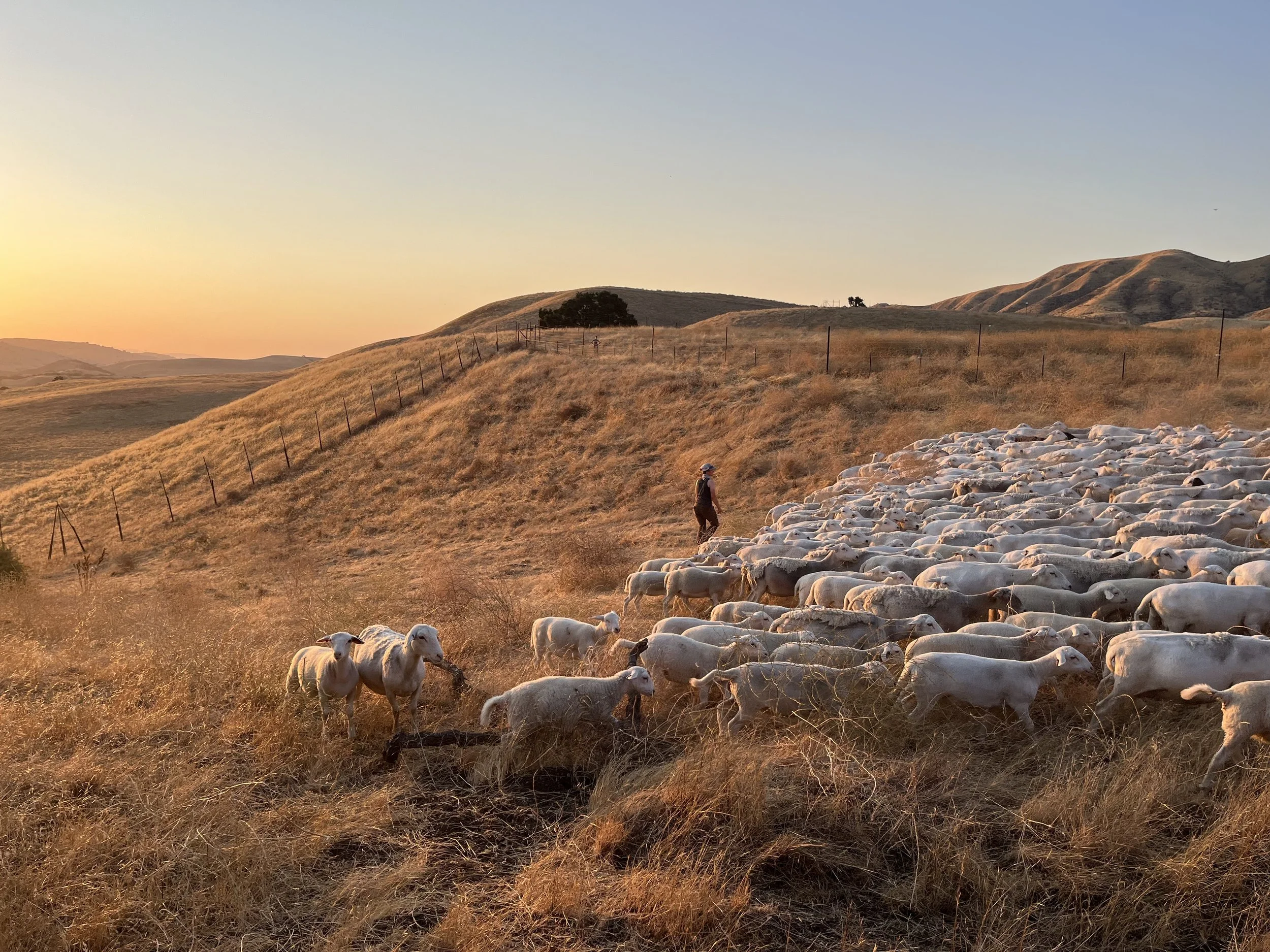 5 Reasons to Learn About Regenerative Agriculture