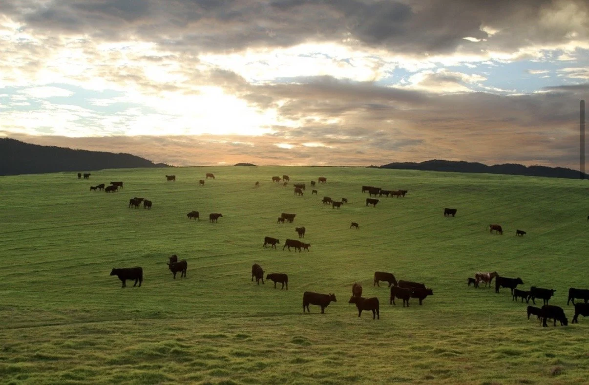 BIS Washington + Paicines Ranch 