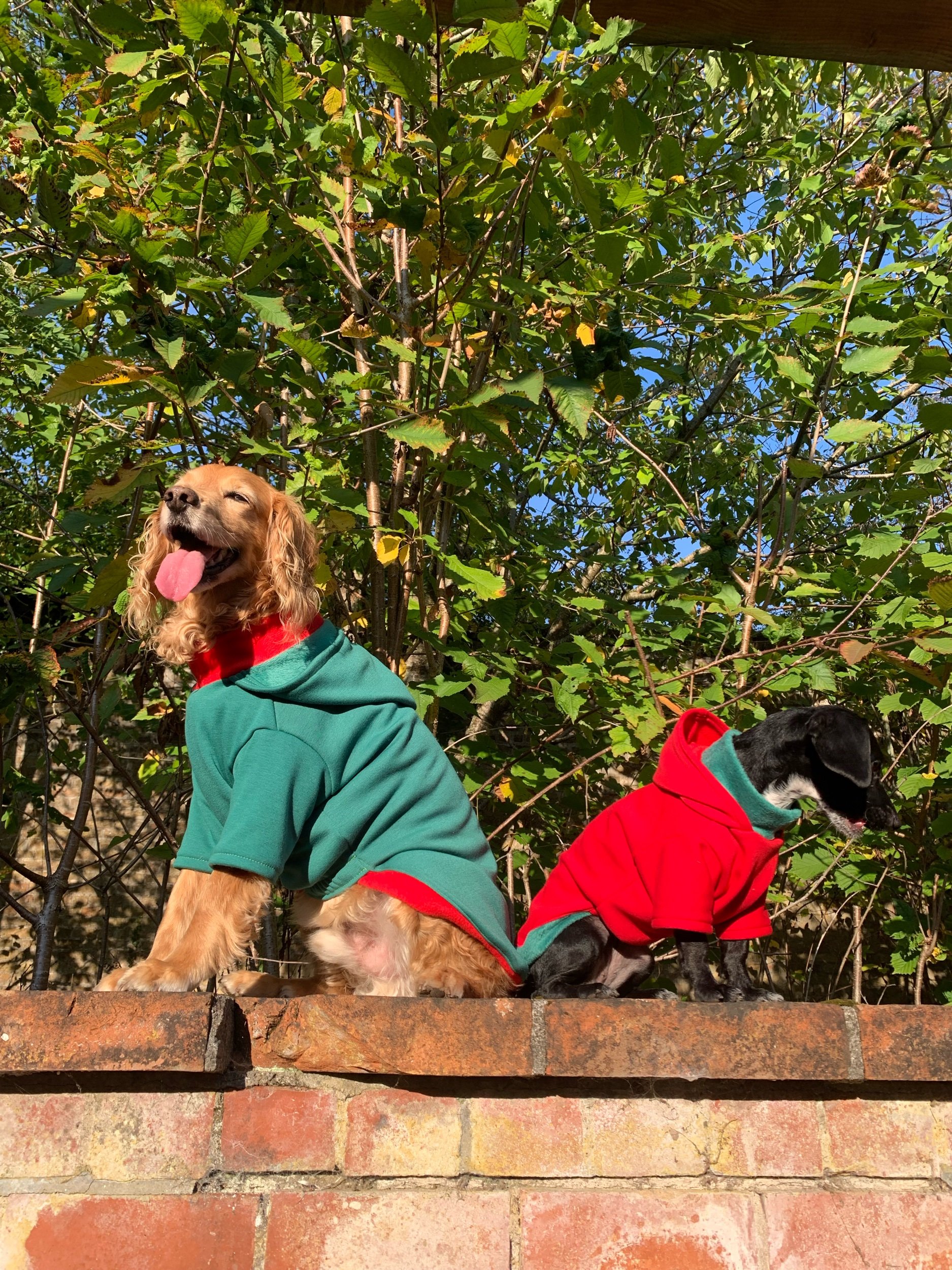 Dog Christmas Jumper