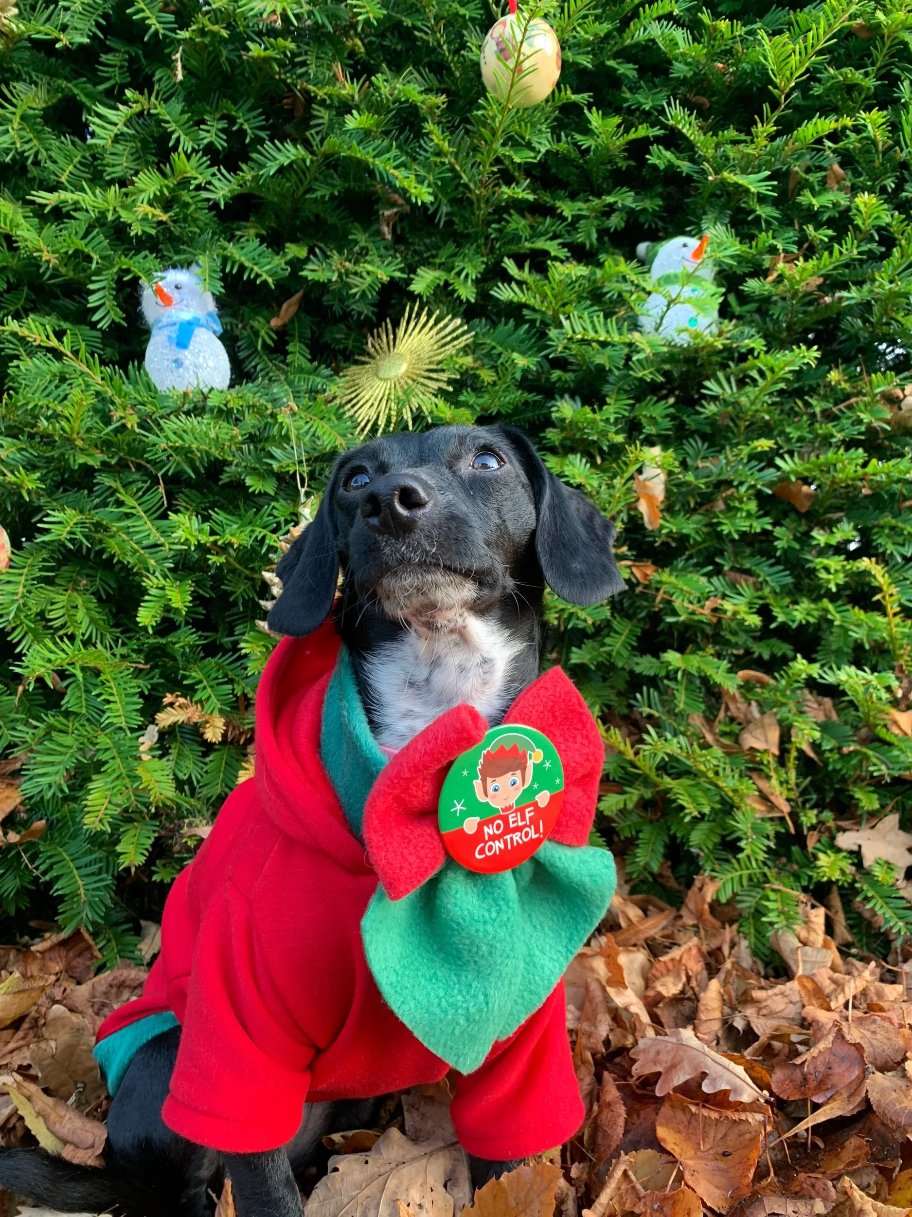 Dog Christmas Bow