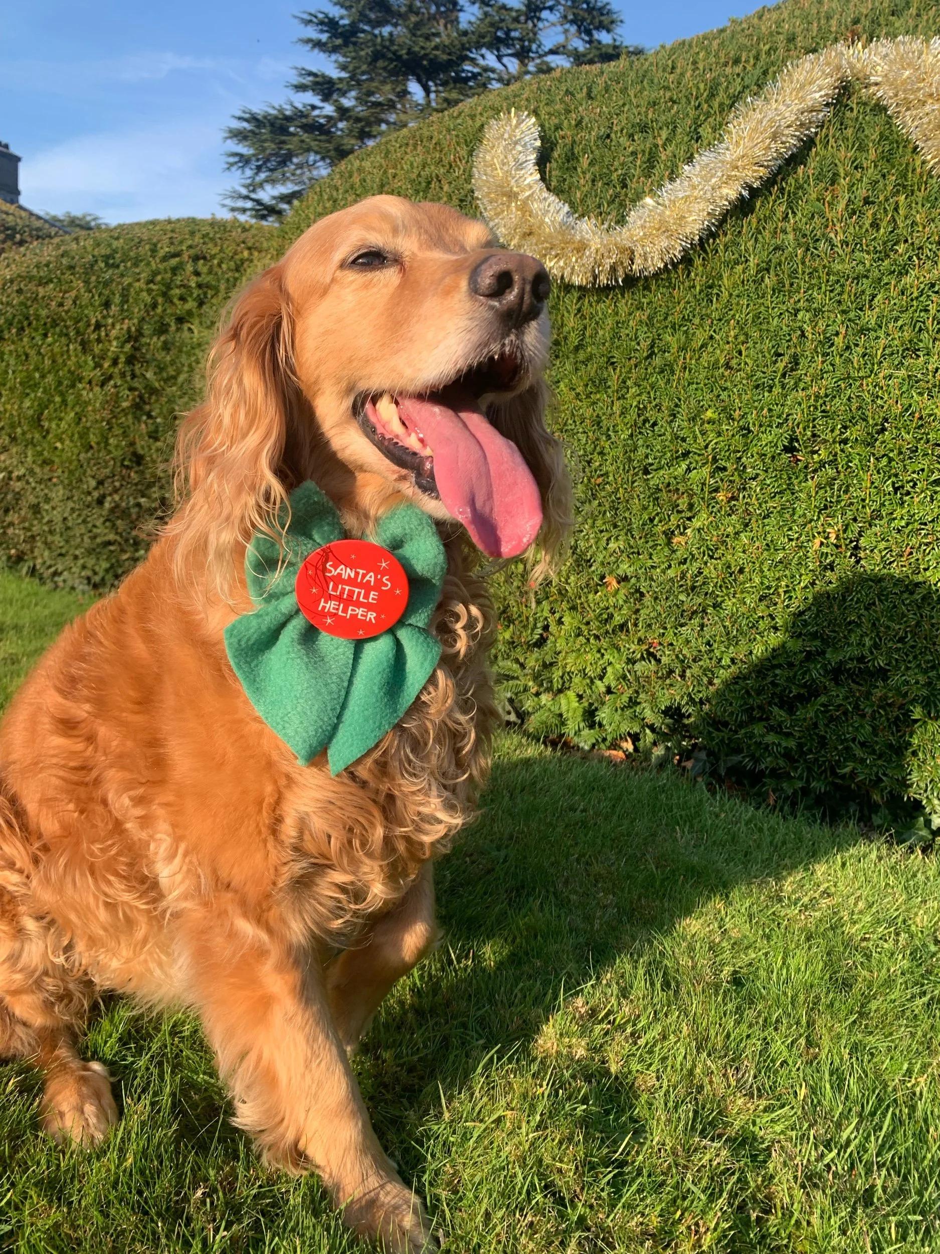 Dog Christmas Bow