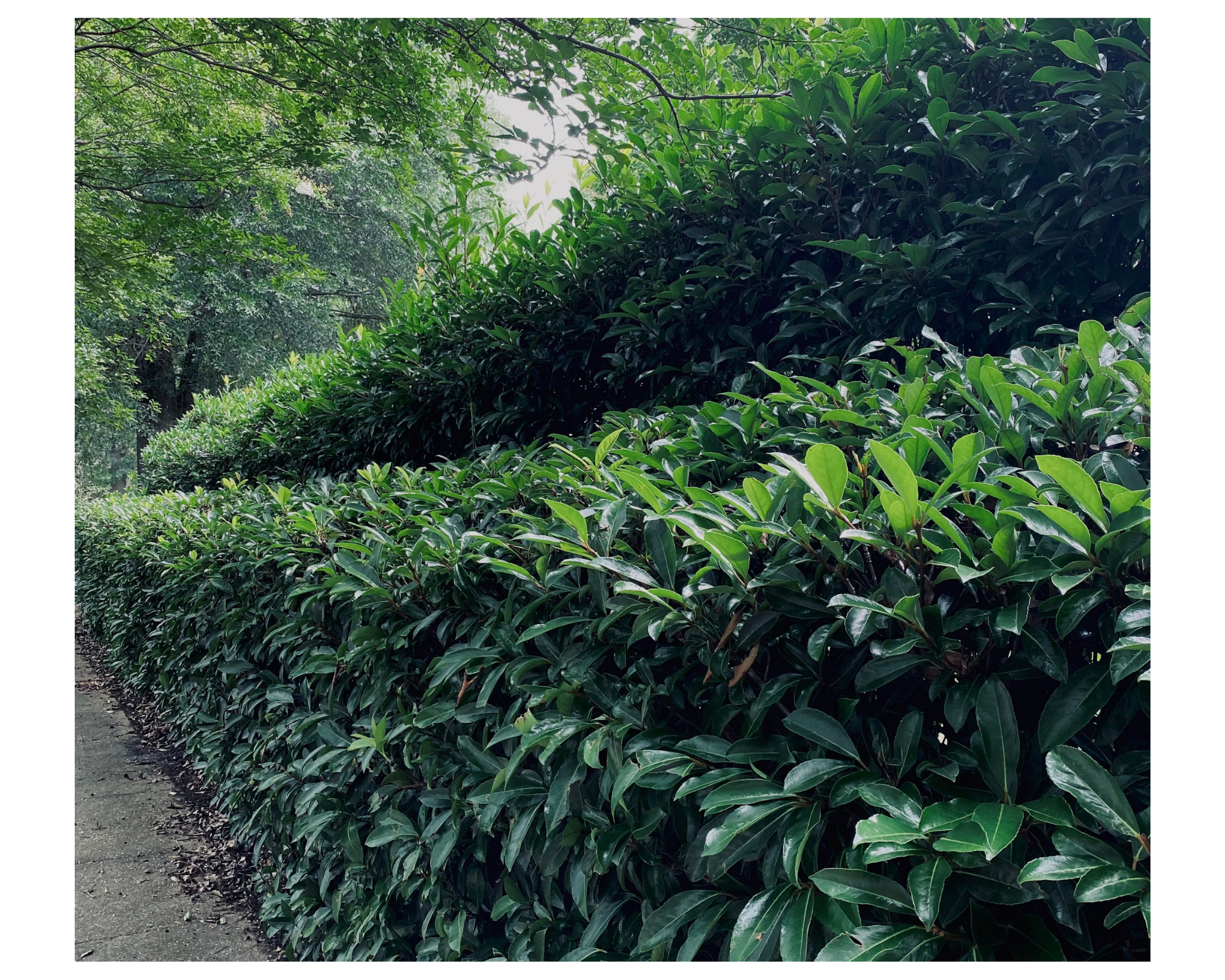 (Photo Credit: Geneva Watford)