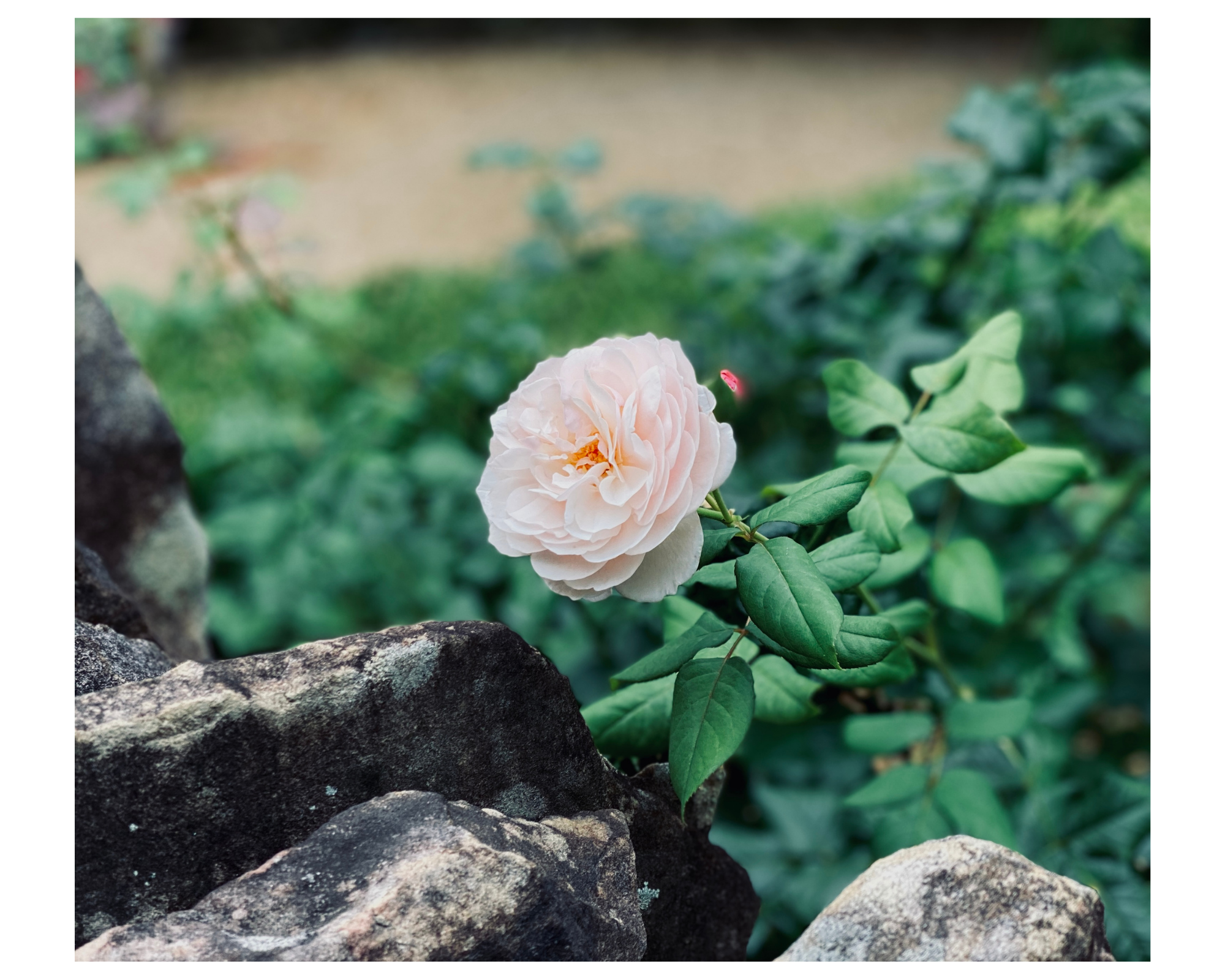 (Photo Credit: Geneva Watford)