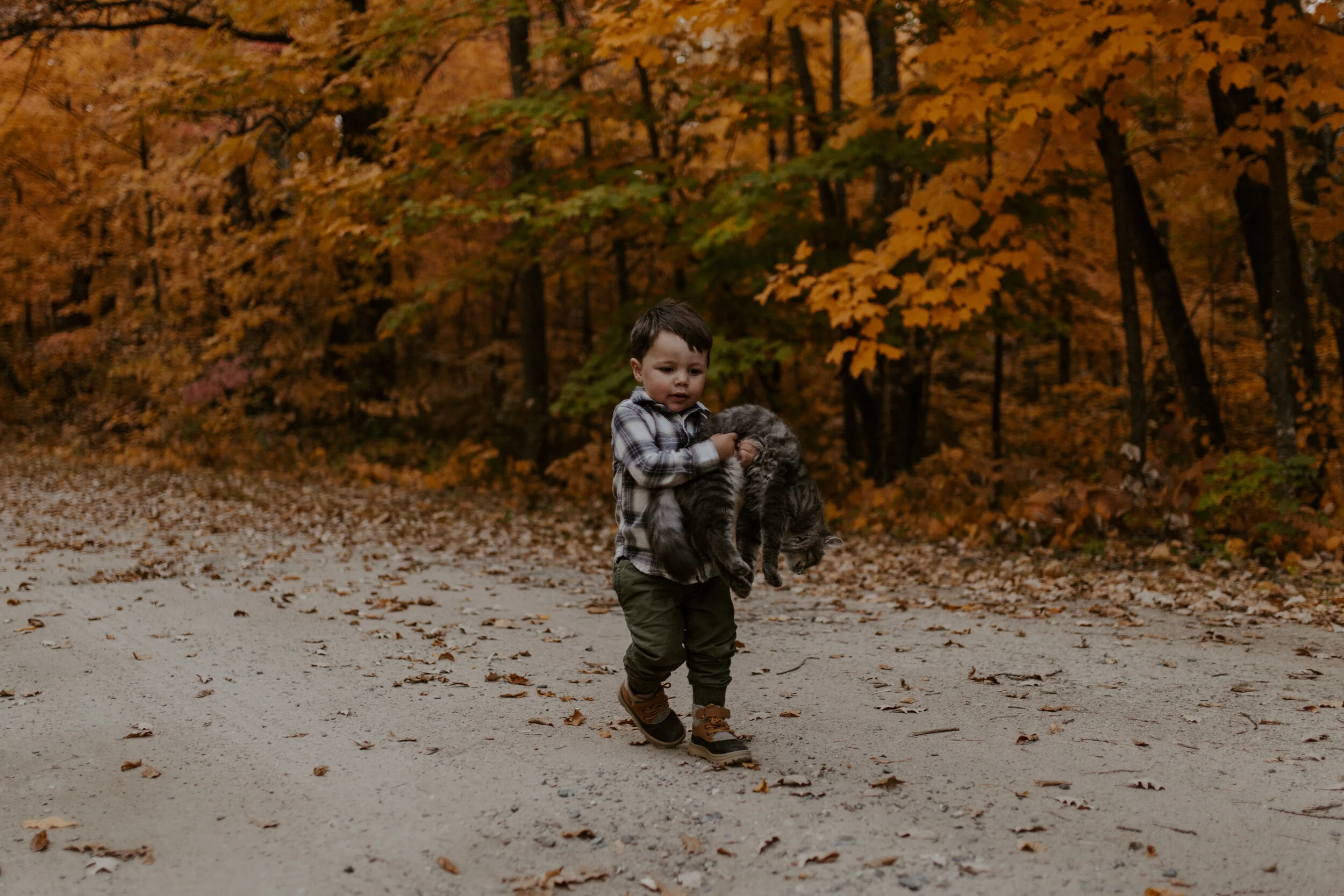 A young boy wearing a plaid shirt, green pants, and brown boots walking outdoors on a dirt path scattered with fallen leaves, holding a fluffy gray kitten with a background of autumn trees with orange and yellow leaves.