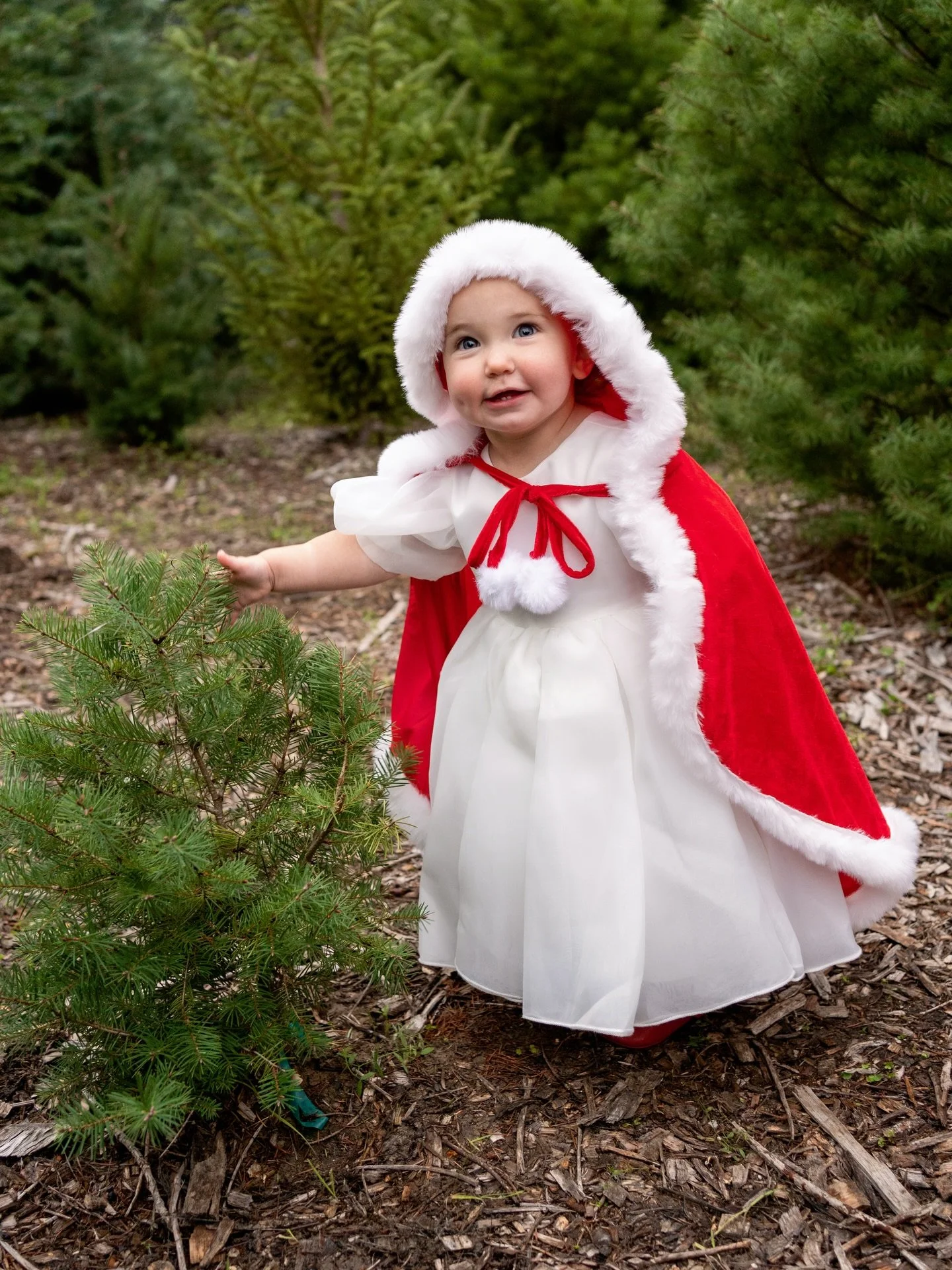 Spotted at the tree farm: A little princess in her Christmas cloak 🎄❤️

#sonomacountyphotographer #marincountyphotographer #familyphotographer
