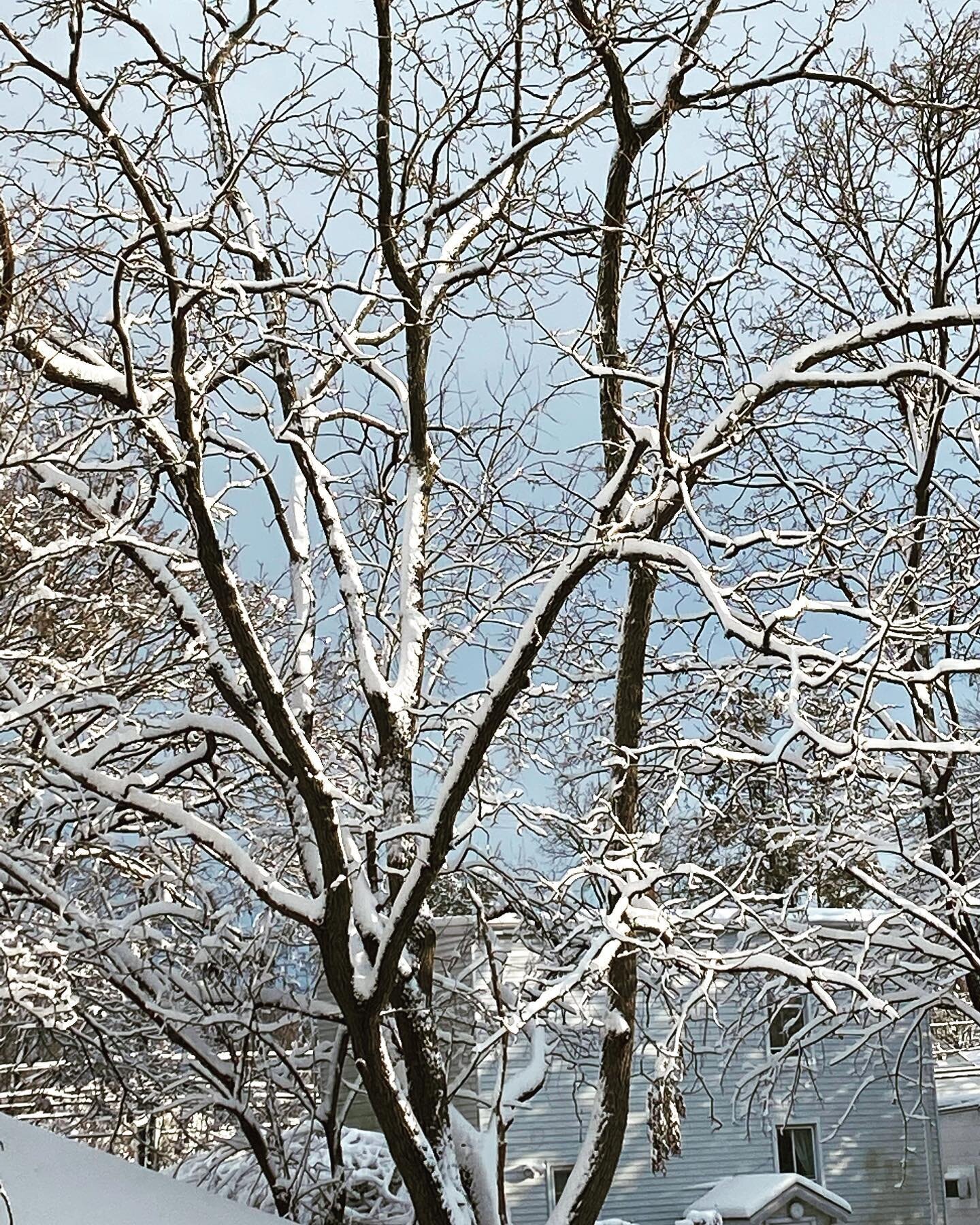 Winter wonderland seen from my back yard. #letitsnow #doyouwannabuildasnowman
