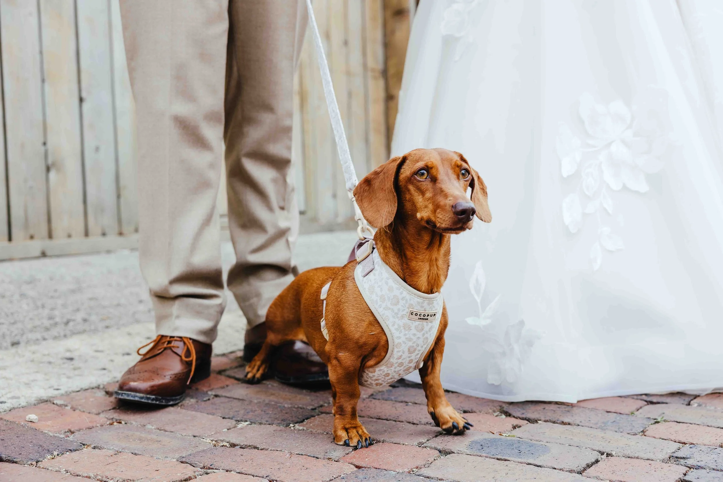 dog at wedding