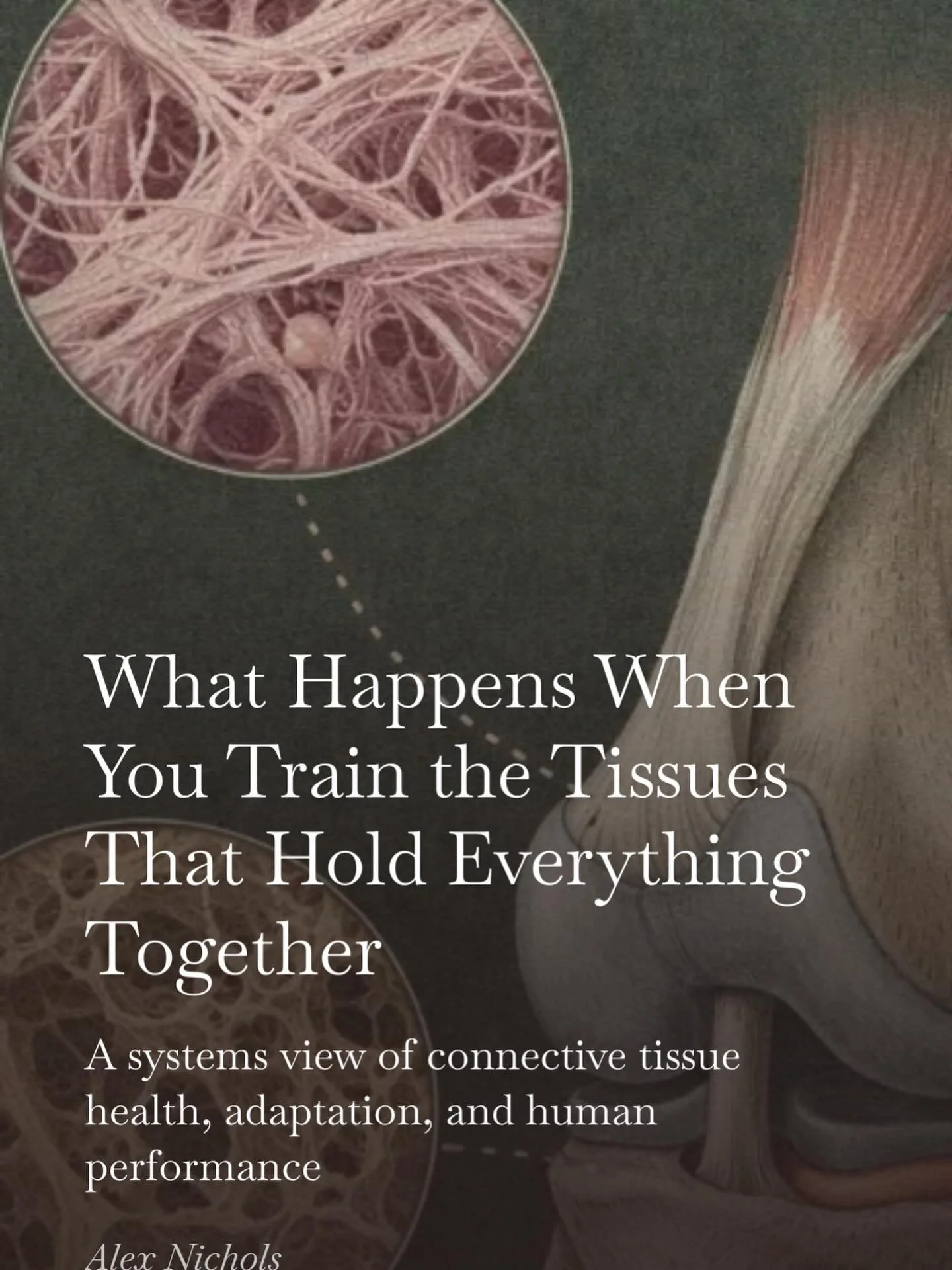Connective tissue&ndash;specific adaptations ripple across the entire system &mdash;
from joint integrity and force transmission to vascular health and tissue aging.

This article explores what actually changes when you train the tissues that hold ev
