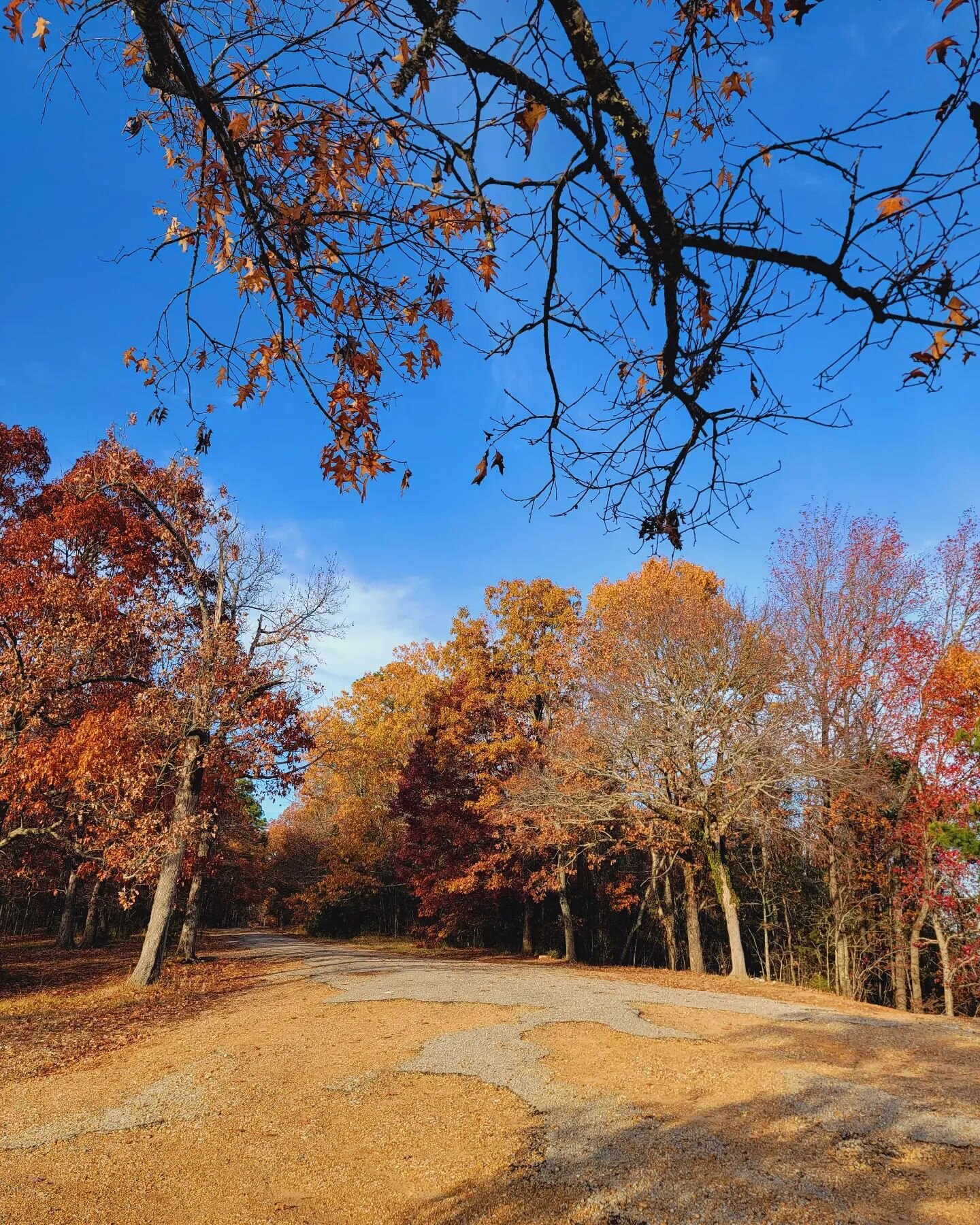 The fall foliage has definitely hit Mississippi 🌲🍁🍂🍃 #hostel #travel #hostelworld #backpacker #instatravel #fallfoliage