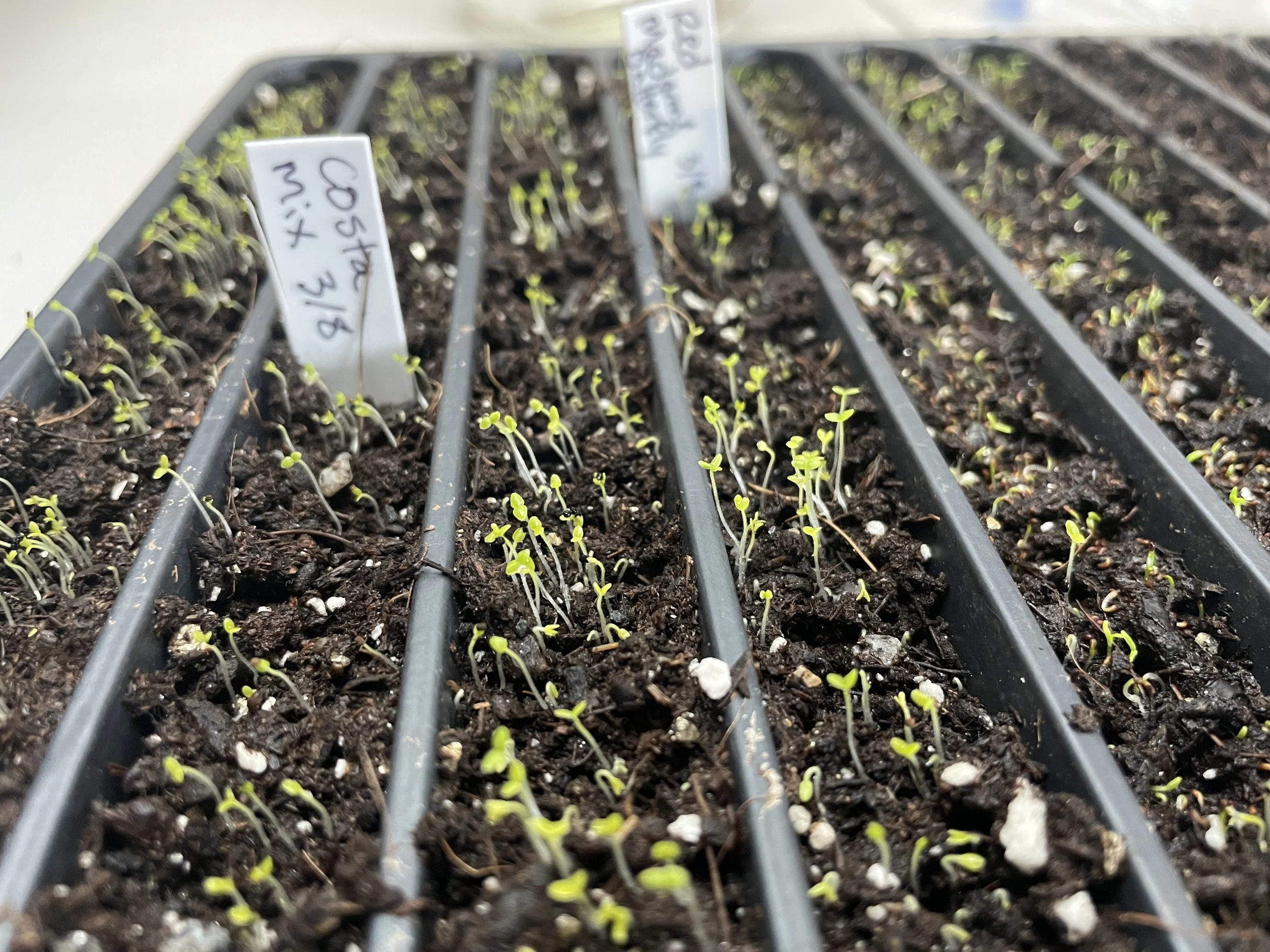 Welcome + first seedlings!