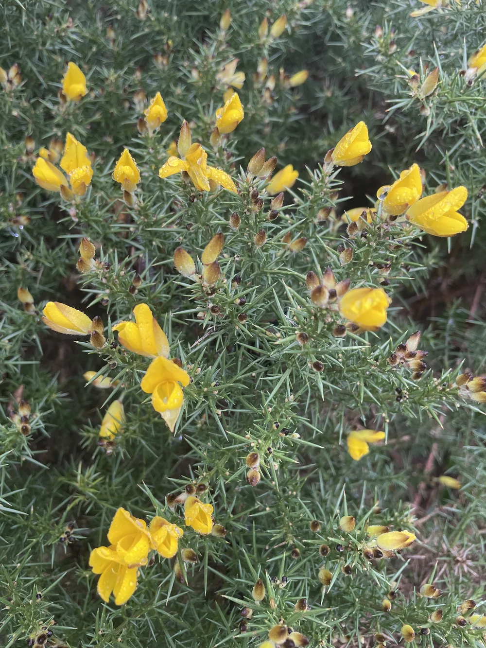 Gorse