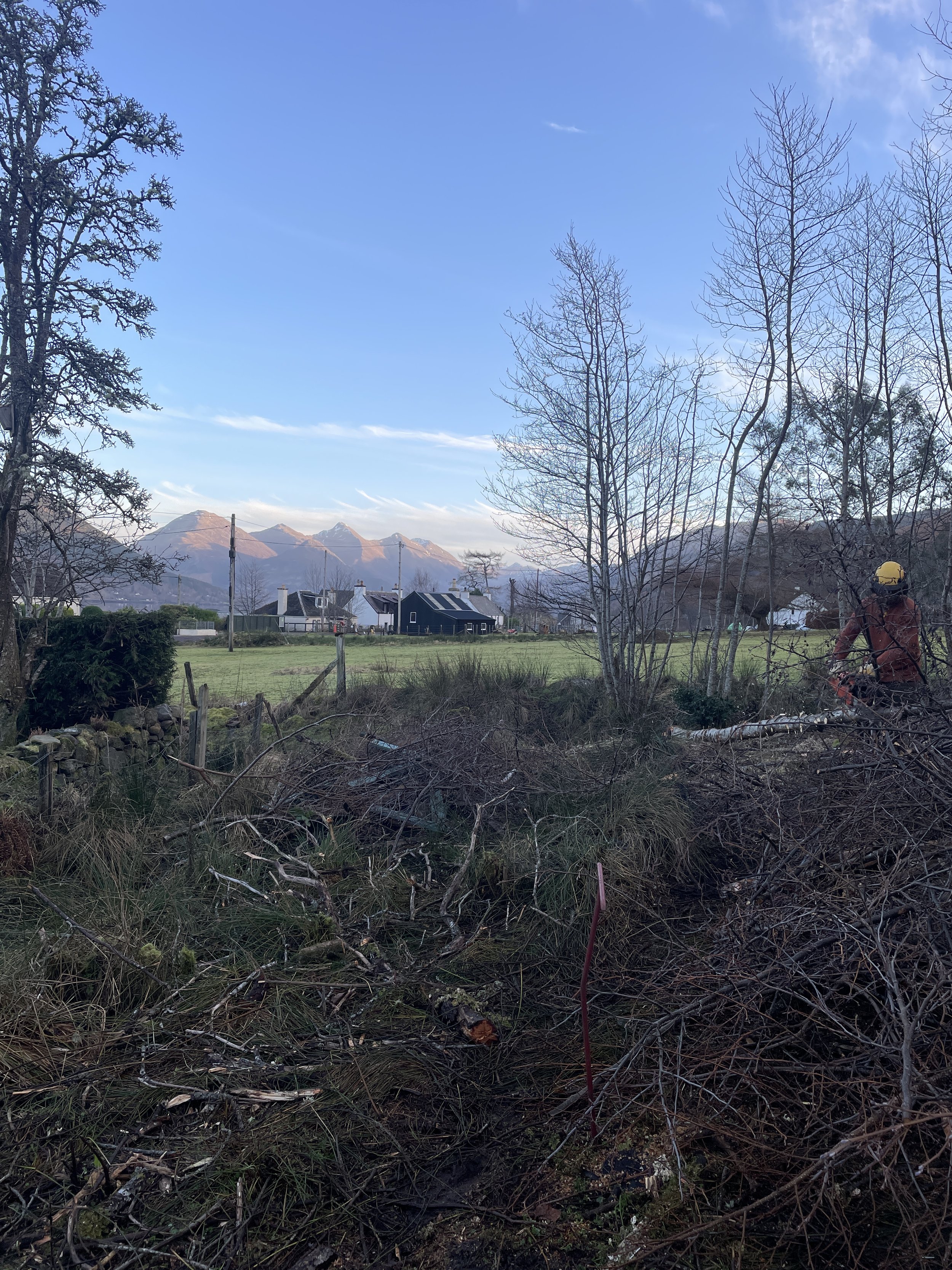 Helping clear trees in Letterfearn (highlands)