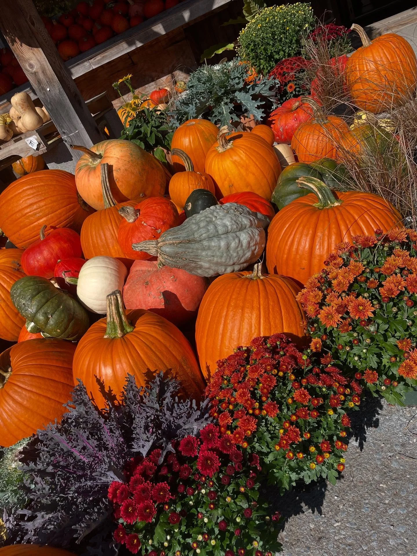 It&rsquo;s a dry, gorgeous autumn here in Vermont 🍂

Pics:
1) @therootsfarmmarket display
2) view from a farm in Plainfield
3) orchard gig perks
4) made sauerkraut with @tysongrahampottery 
5-7) meadow picnic and hike in Calais with @tysongrahampott