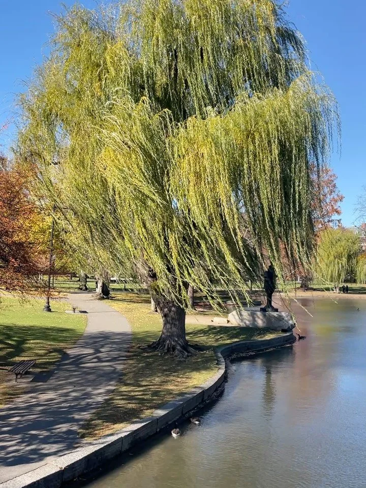 Wandering around Boston ☀️

1,2) Garden near Boston Commons park
3) Following the Freedom Trail
4) Gravestone.  Skull + angel wings = &lsquo;death&rsquo;s head&rsquo;
5) Oldest public library in the country