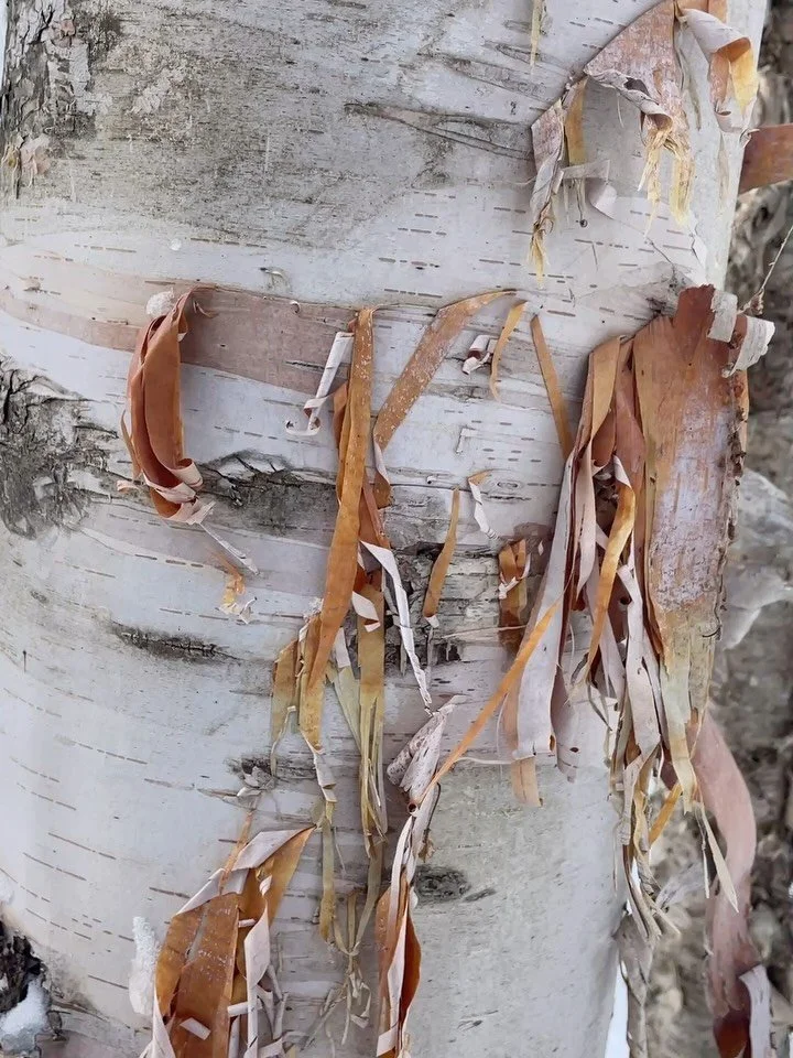 Cool barks on a snowshoe hike in Maple Corner. 🌲
