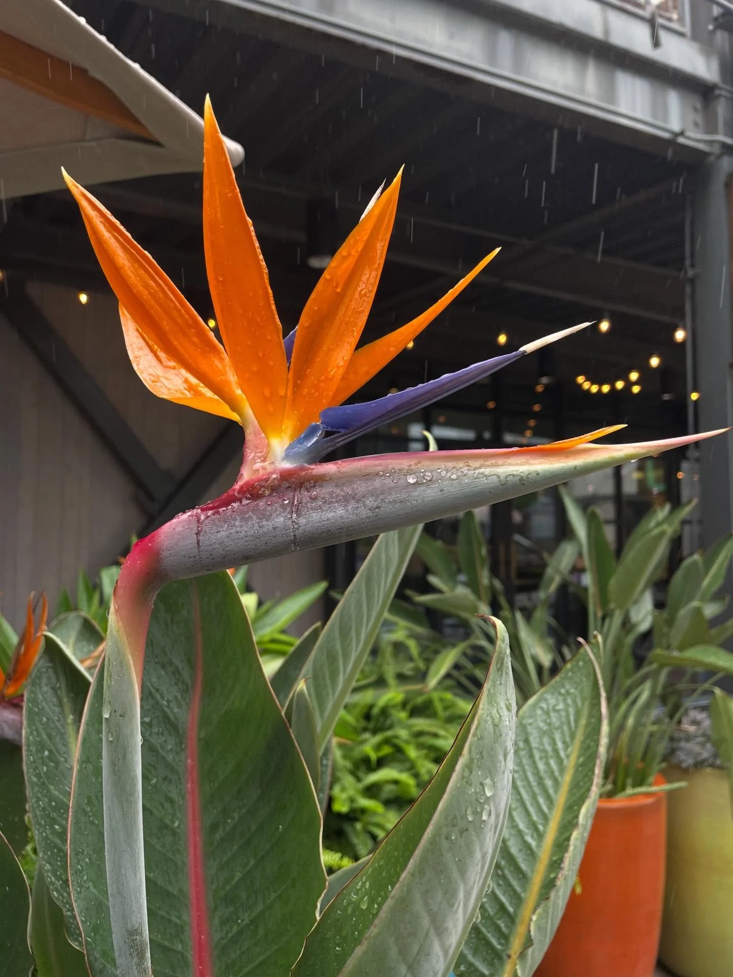 Hawai&rsquo;i shenanigans part II with @lilraeraeofsunshine 🌦️

Photos:

1) Bird of Paradise flower
2) Peacock flower
3) Airbrushed ocean mural 
4) Pineapples at the Kakaako farmers market 
5) Public transit
6) Homemade udon bowls on sale (cruising 