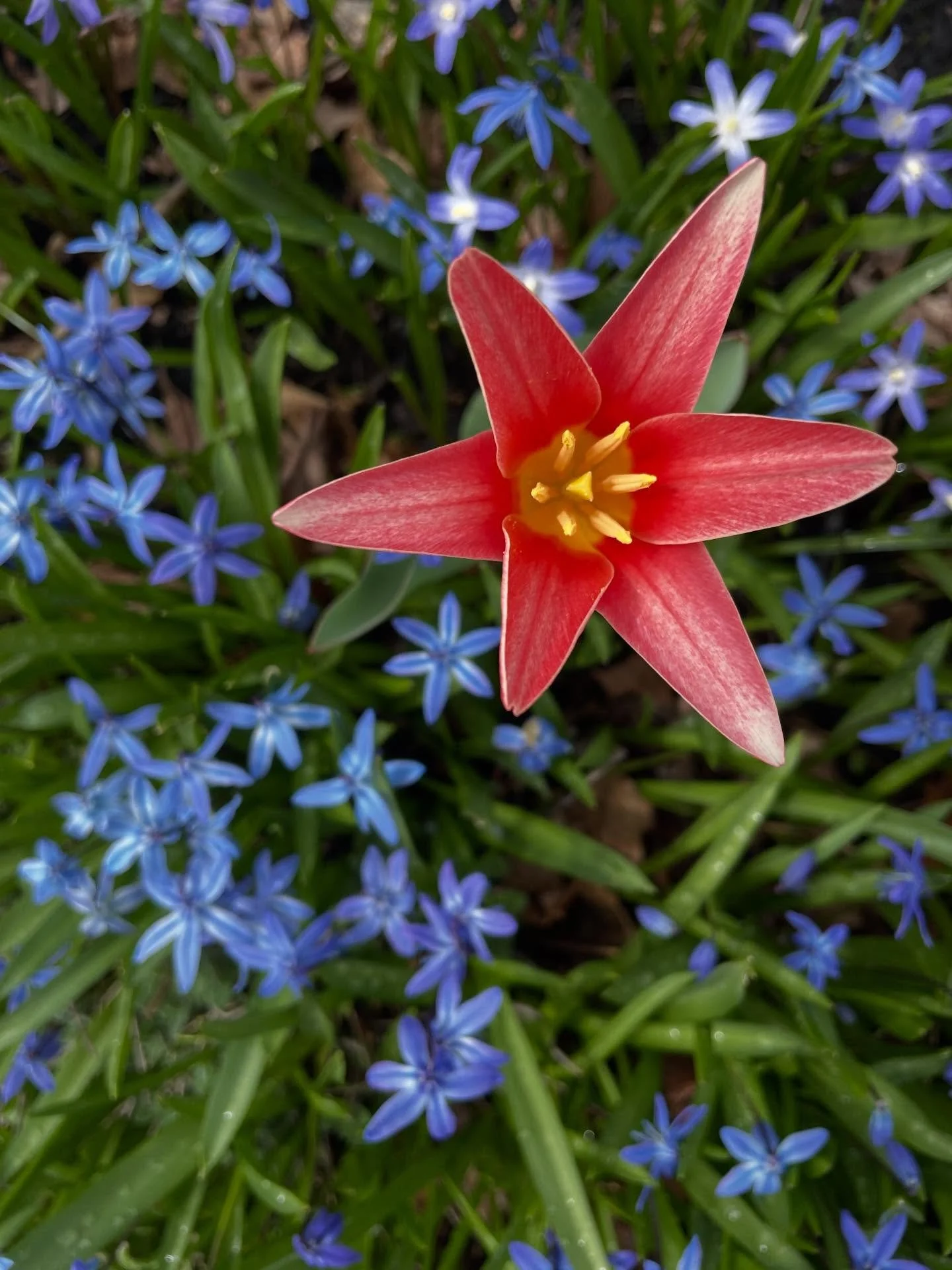 Saw this beautiful spring color combo in a garden in Portland, Maine. ☀️