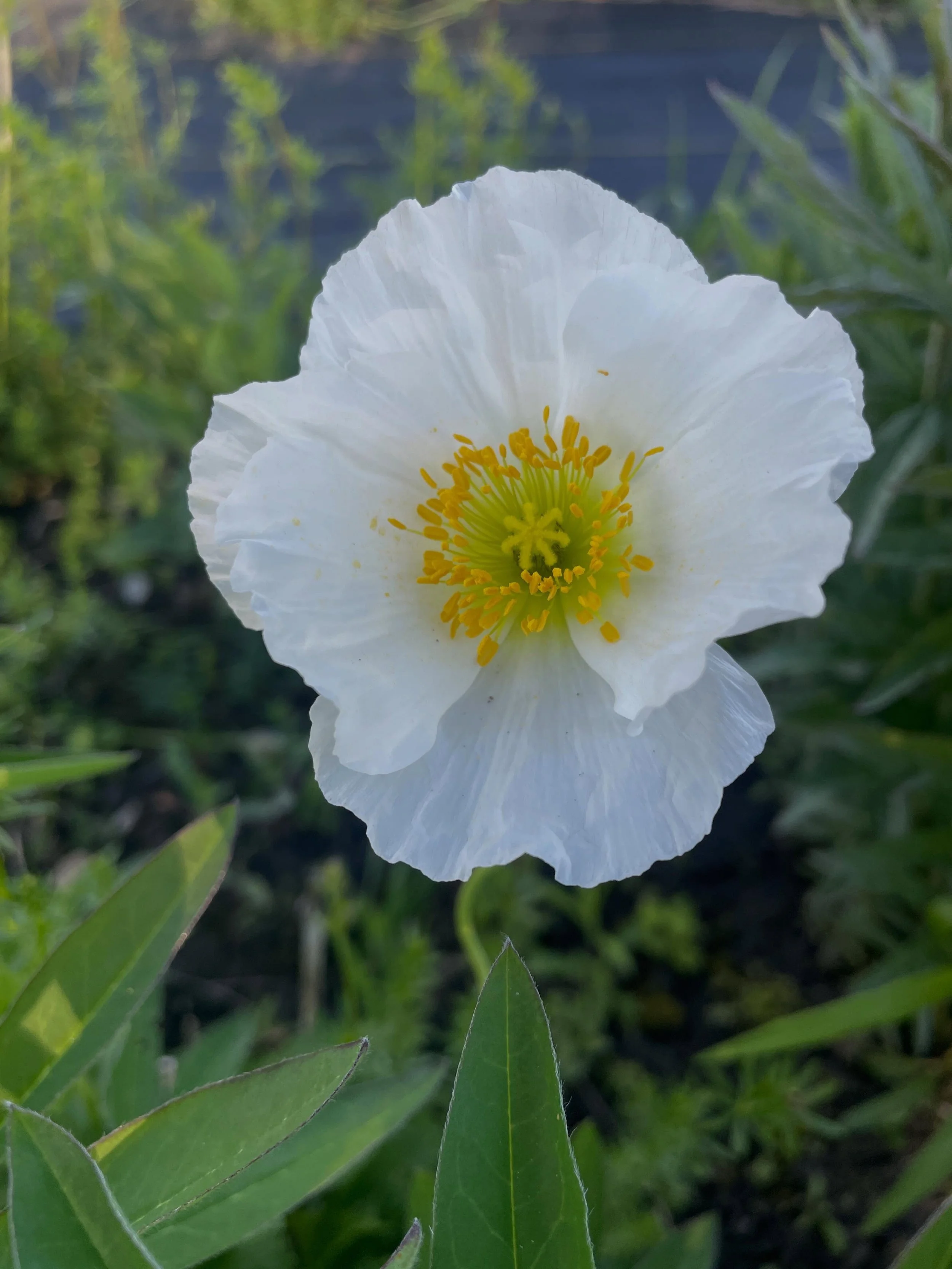Icelandic poppies ☀️

These are volunteer seedlings.  I didn&rsquo;t start any indoors as transplants this year.
