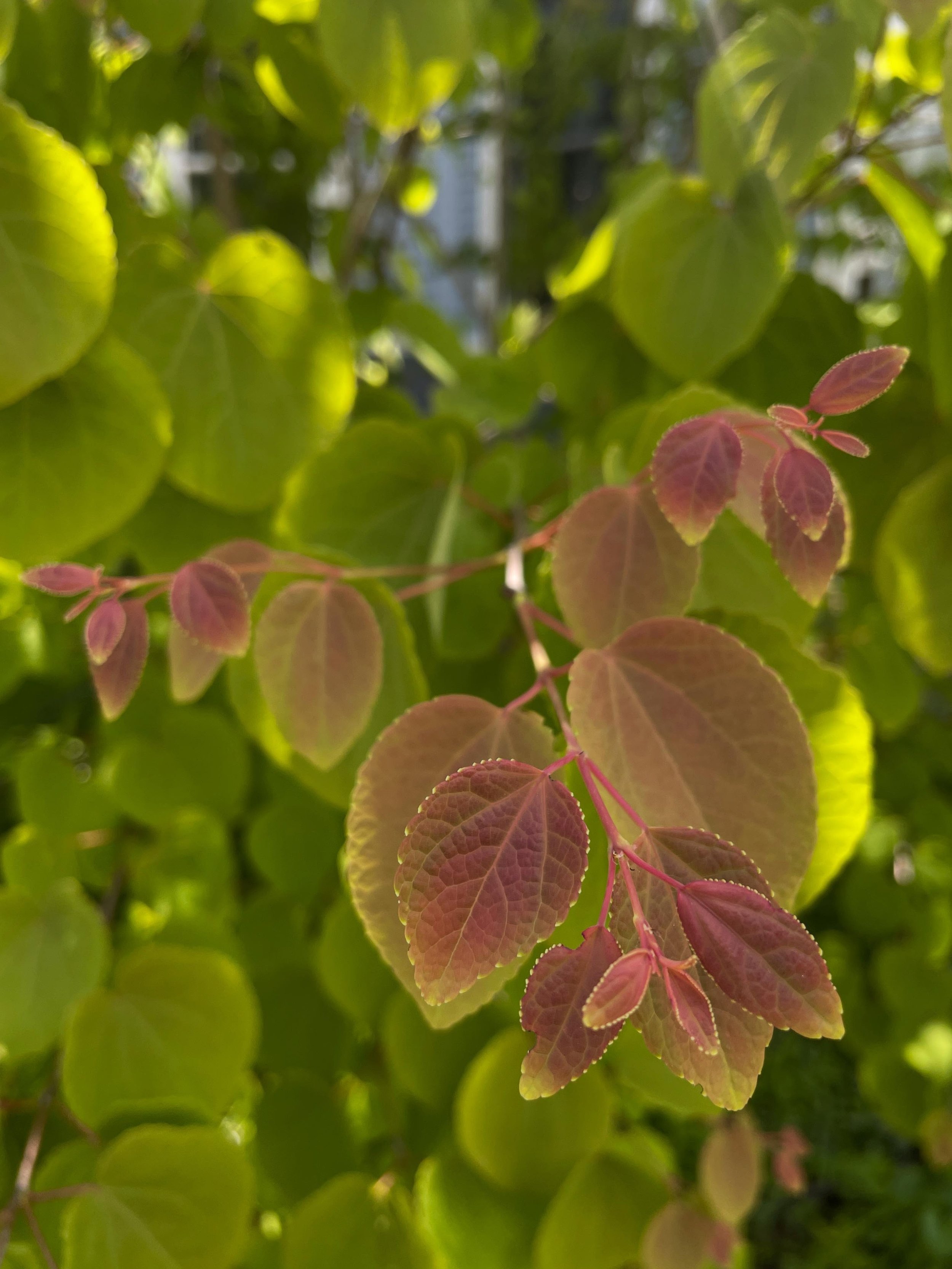 Pretty color gradient on these leaves