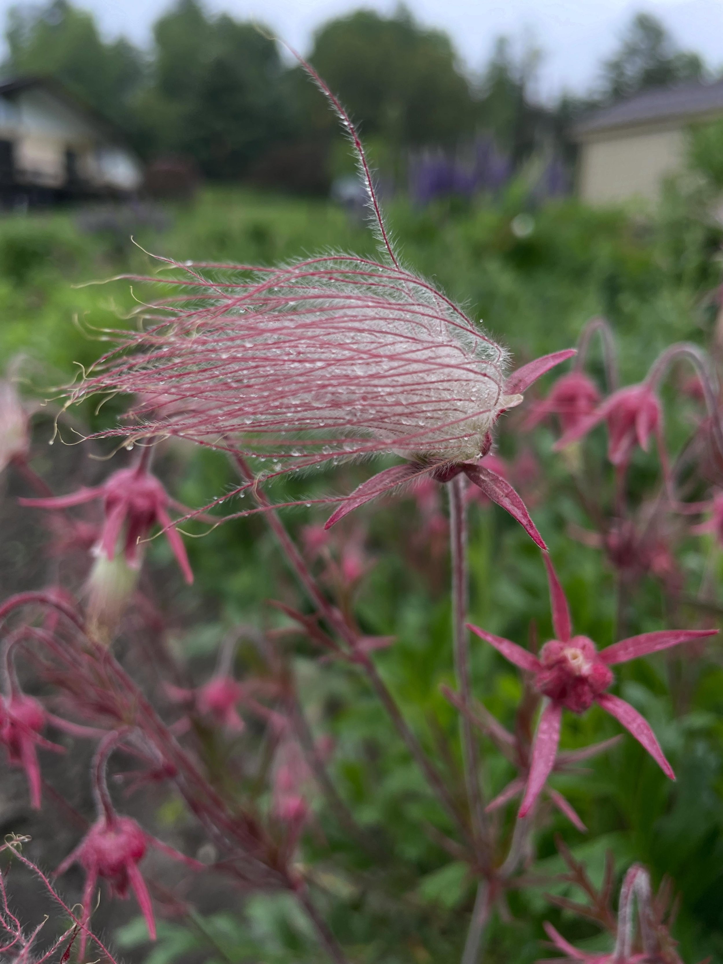 Frizz 💥

Prairie Smoke