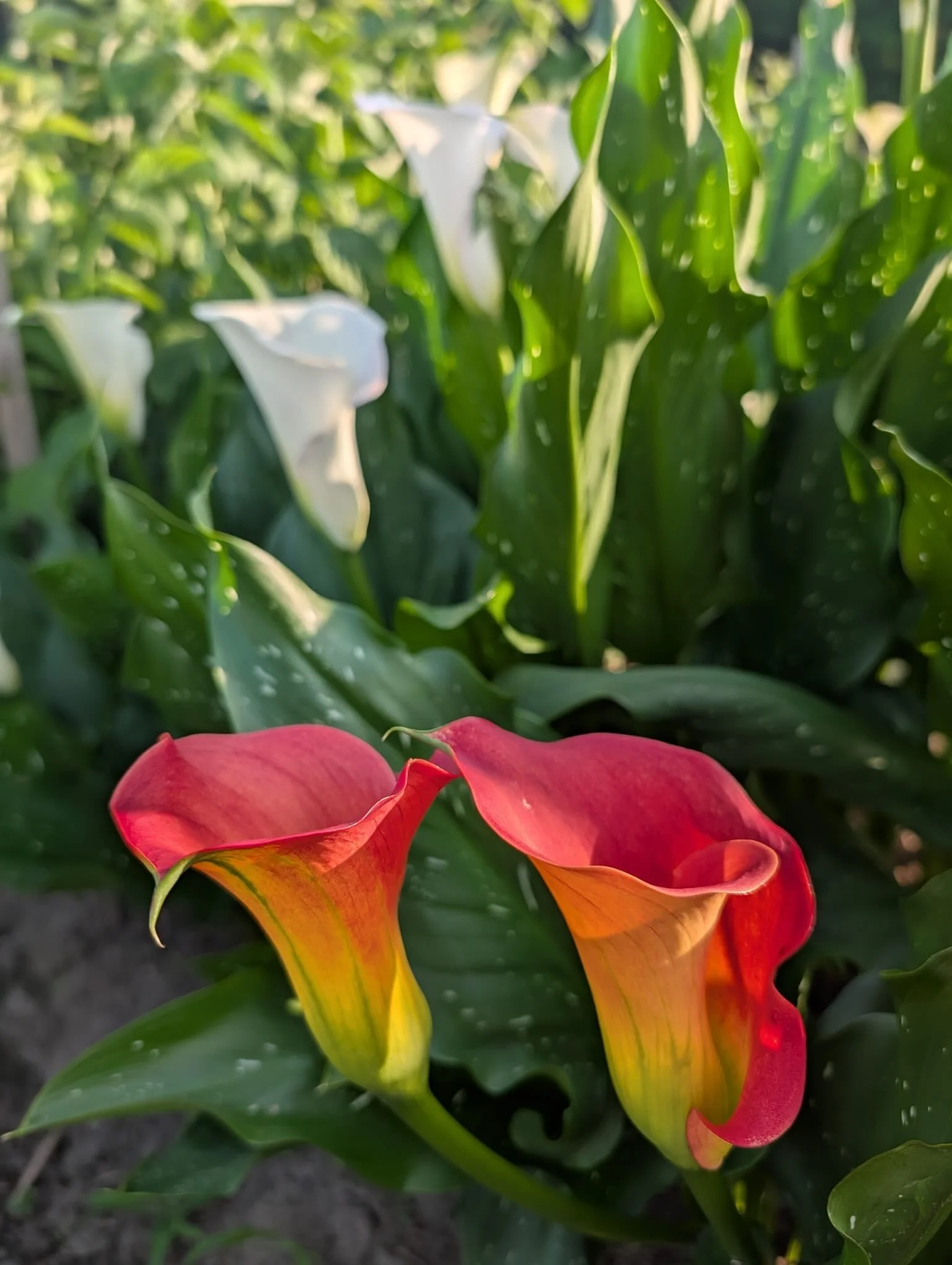 From the [weedy] garden 

Calla lilies 
Bunny tails
Breadseed poppies
Plume salvia
Pea pods