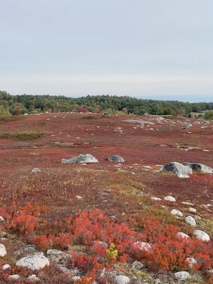 Maine shots 🍁🫐 

We don&rsquo;t have nearly enough time to explore!  Beautiful autumn colors, ocean, fun hangs and tunes.  Already planning another [longer] tour in the spring!

Photos:

1) blueberry barren in Blue Hill
2) @surrycontradance 
3) @ty