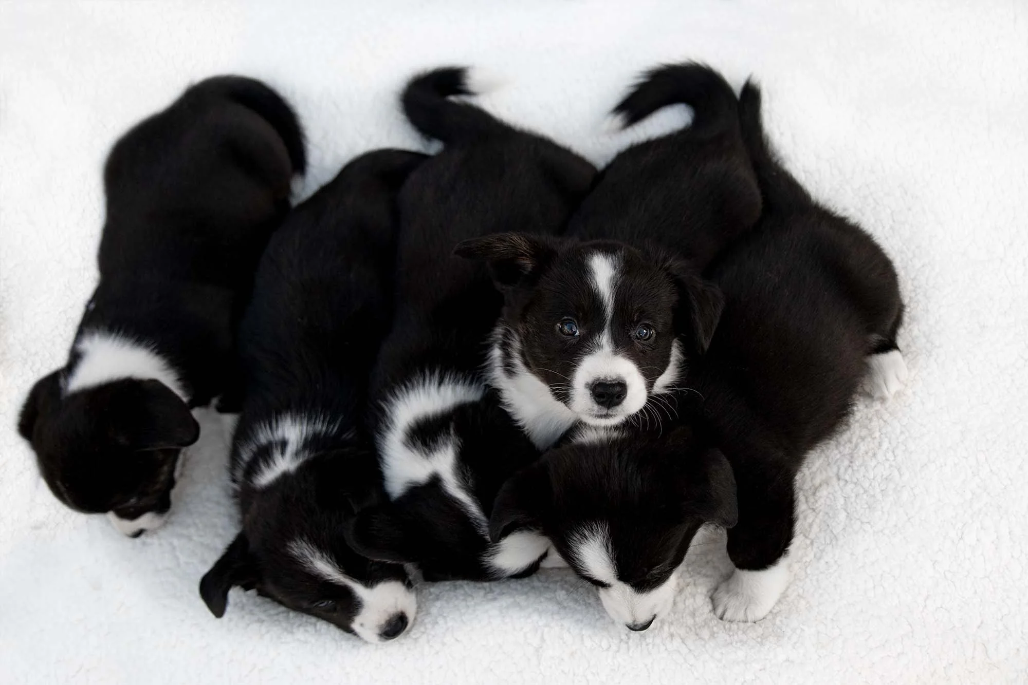 Puppy_Group_03_dig.jpg