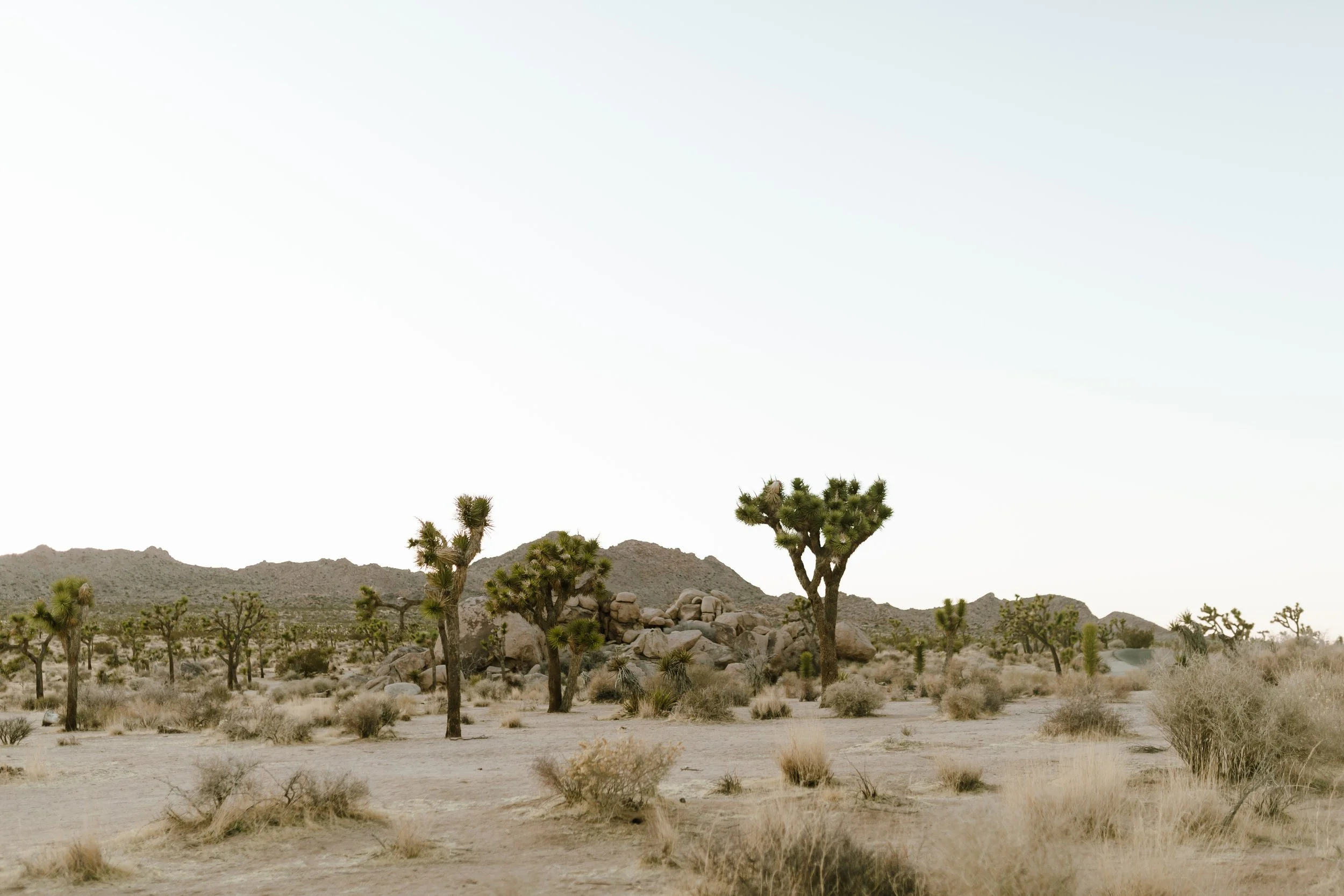 Hailey Nicole Creative | DFW Texas Wedding Photographer | Joshua Tree National Park + Palm Springs Private Estate Destination Elopement Photography
